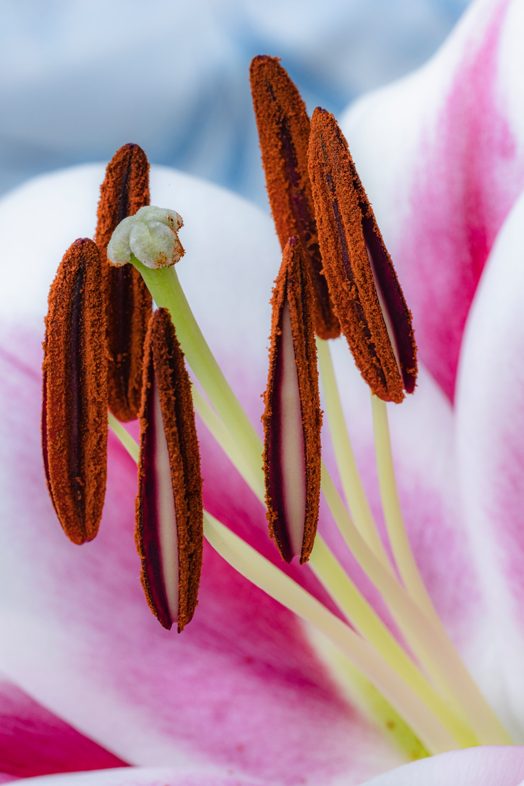 folha_macrofotografia_fine_art-20.jpg