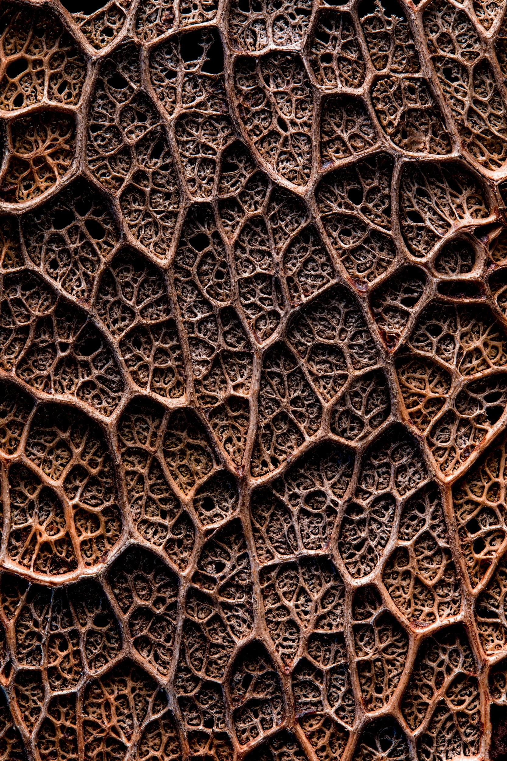 natureza_macrofotografia_fine_art-14.jpg
