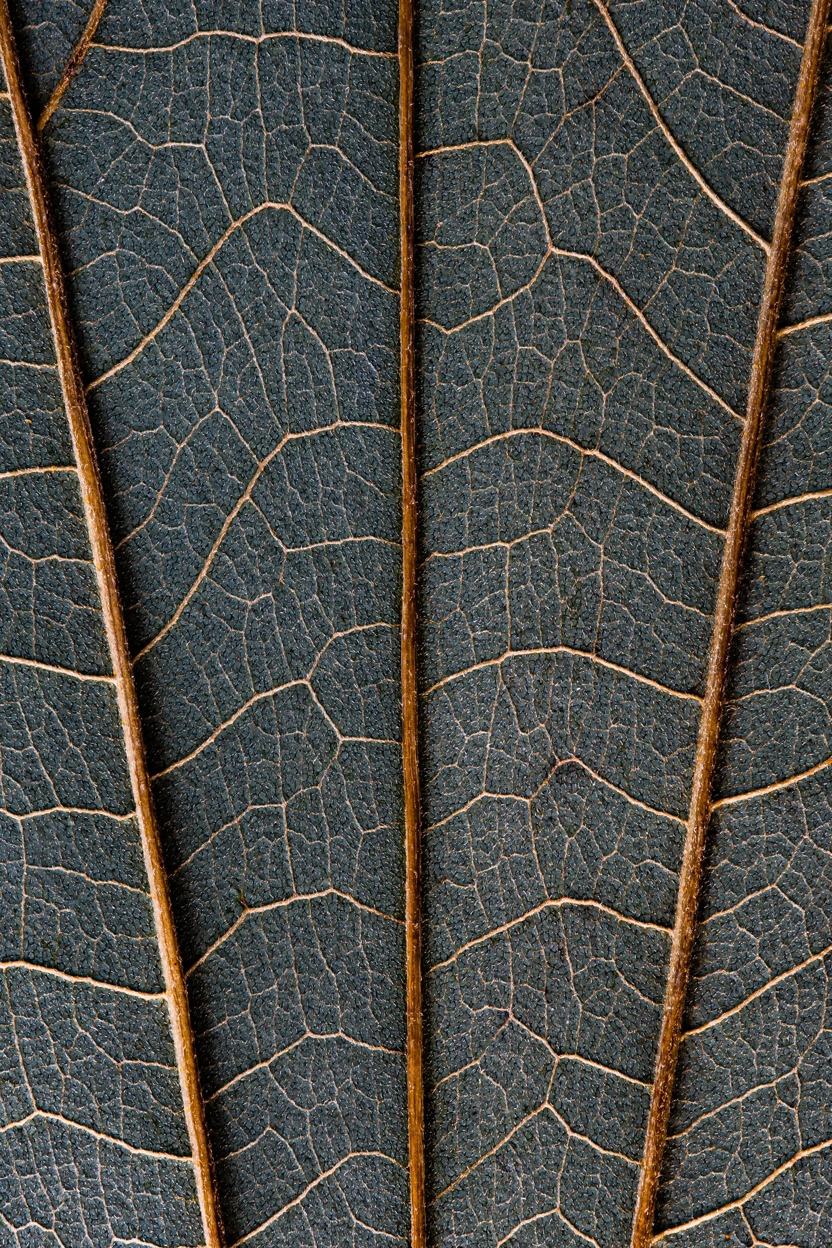 folha_macrofotografia_fine_art-11.jpg