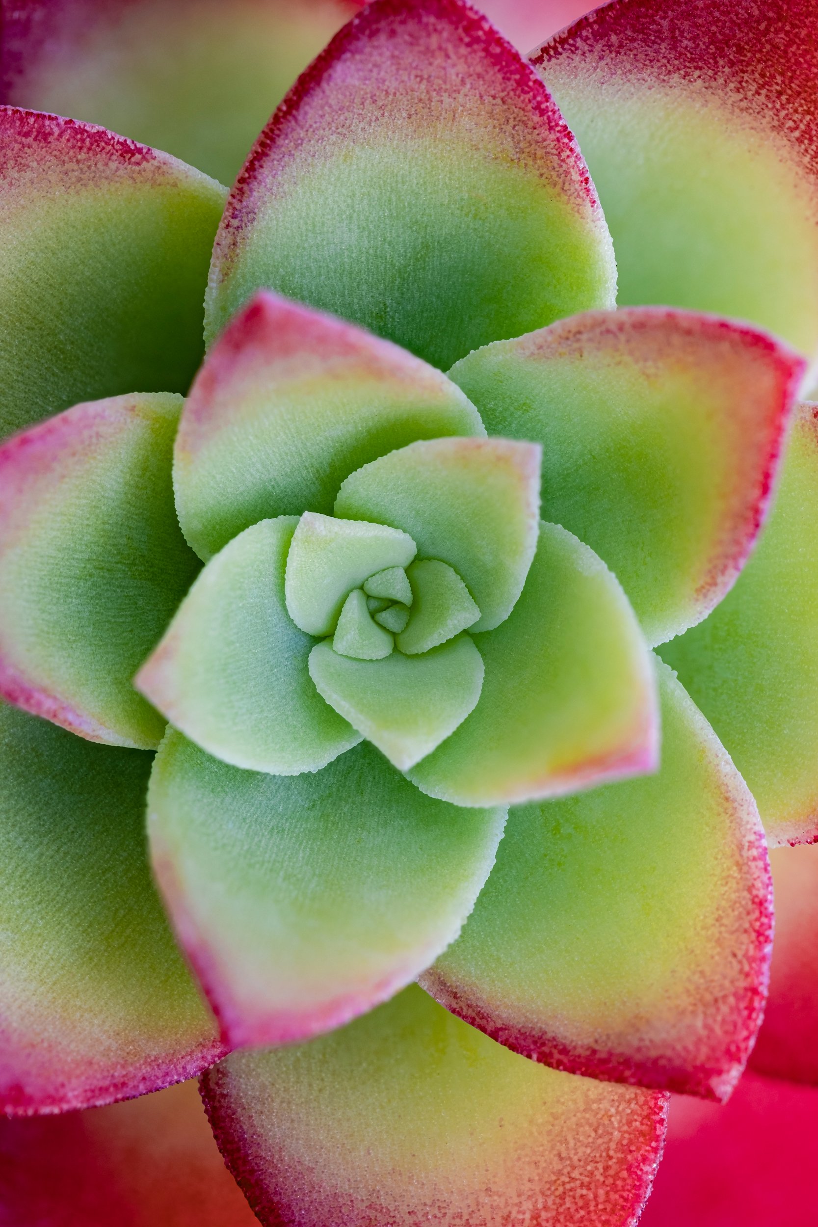 natureza_macrofotografia_fine_art-18.jpg