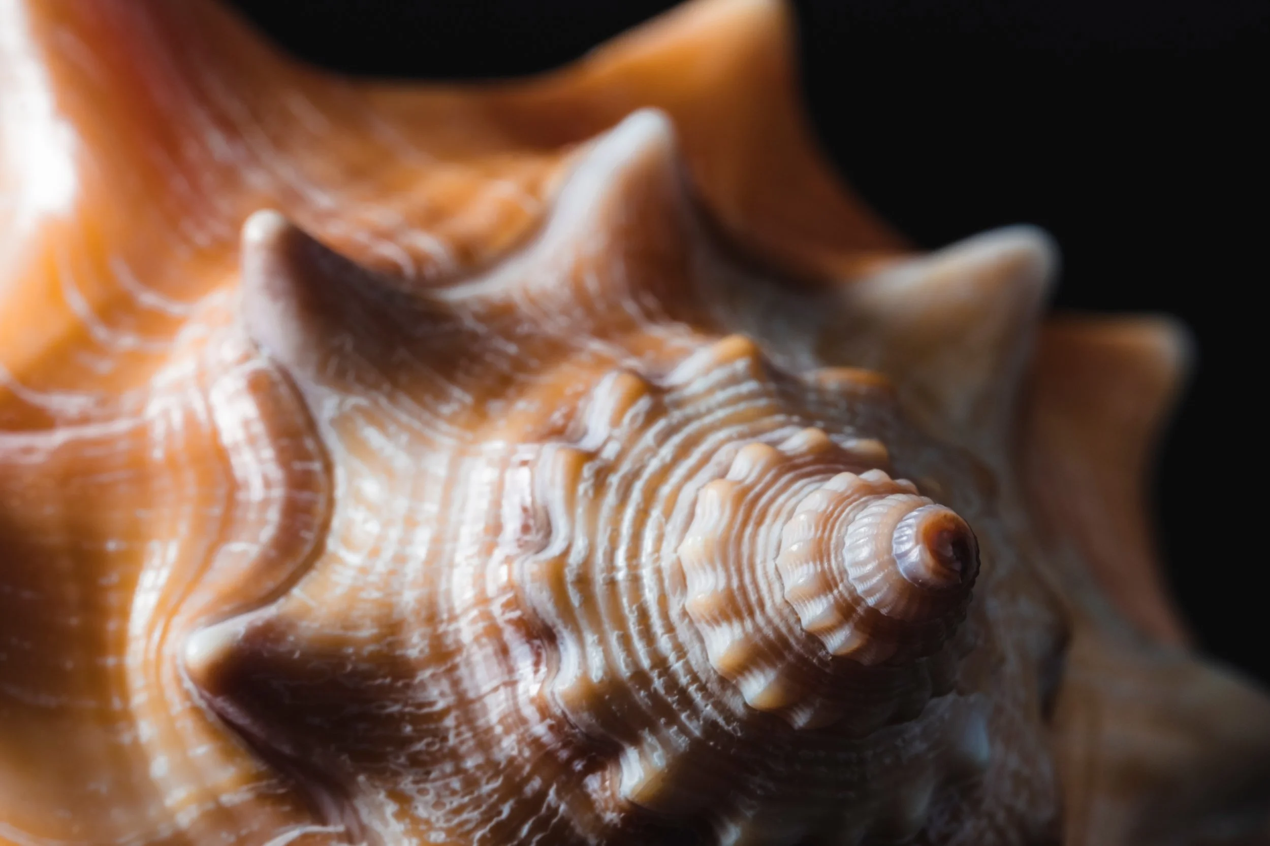 natureza_macrofotografia_fine_art-7.jpg