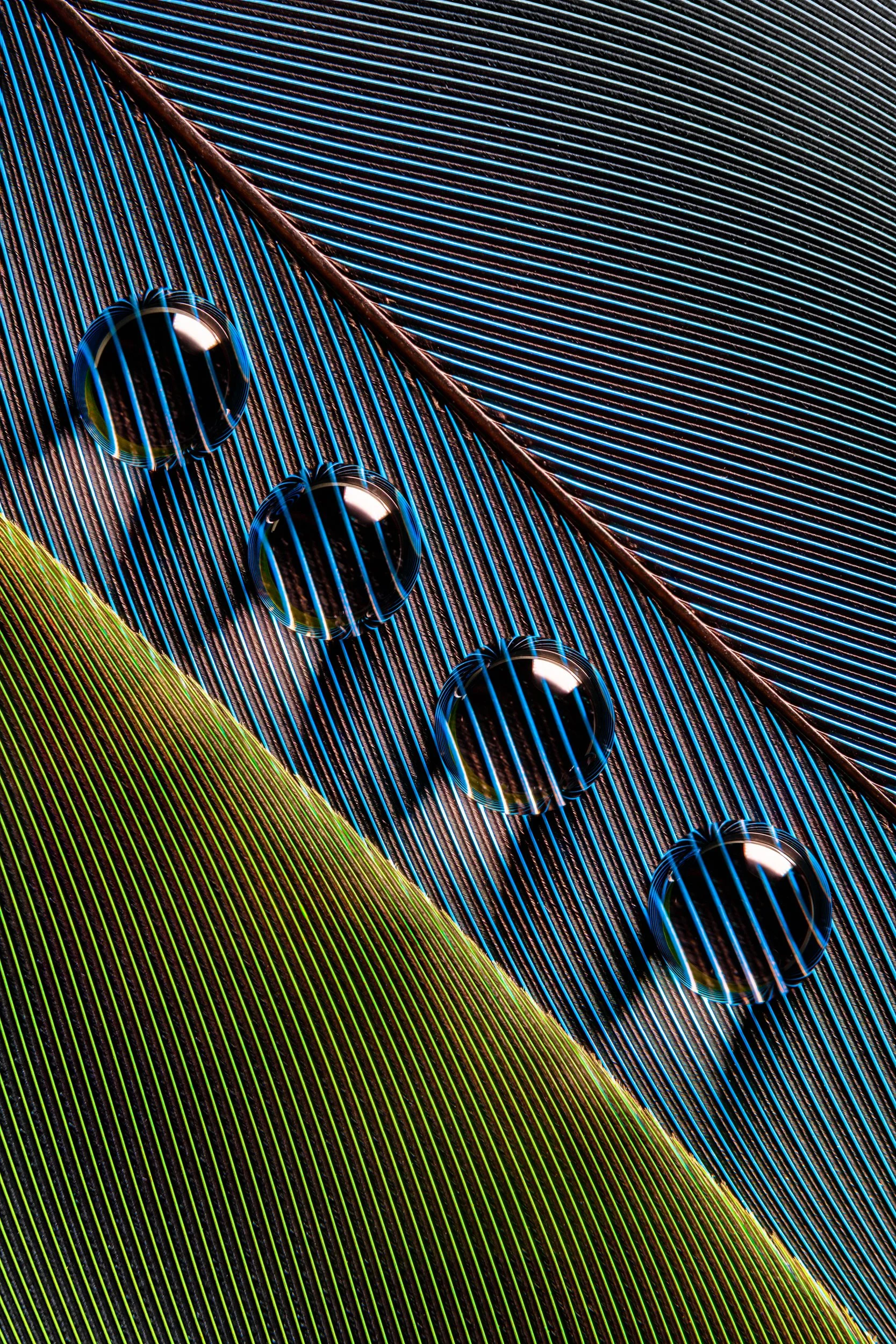 hidrofobico-penas-macrofotografia-fine-art-20.jpg