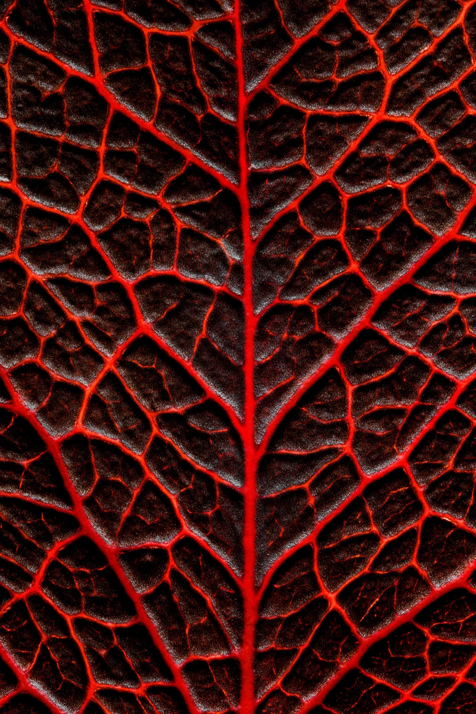 folha_macrofotografia_fine_art-16.jpg