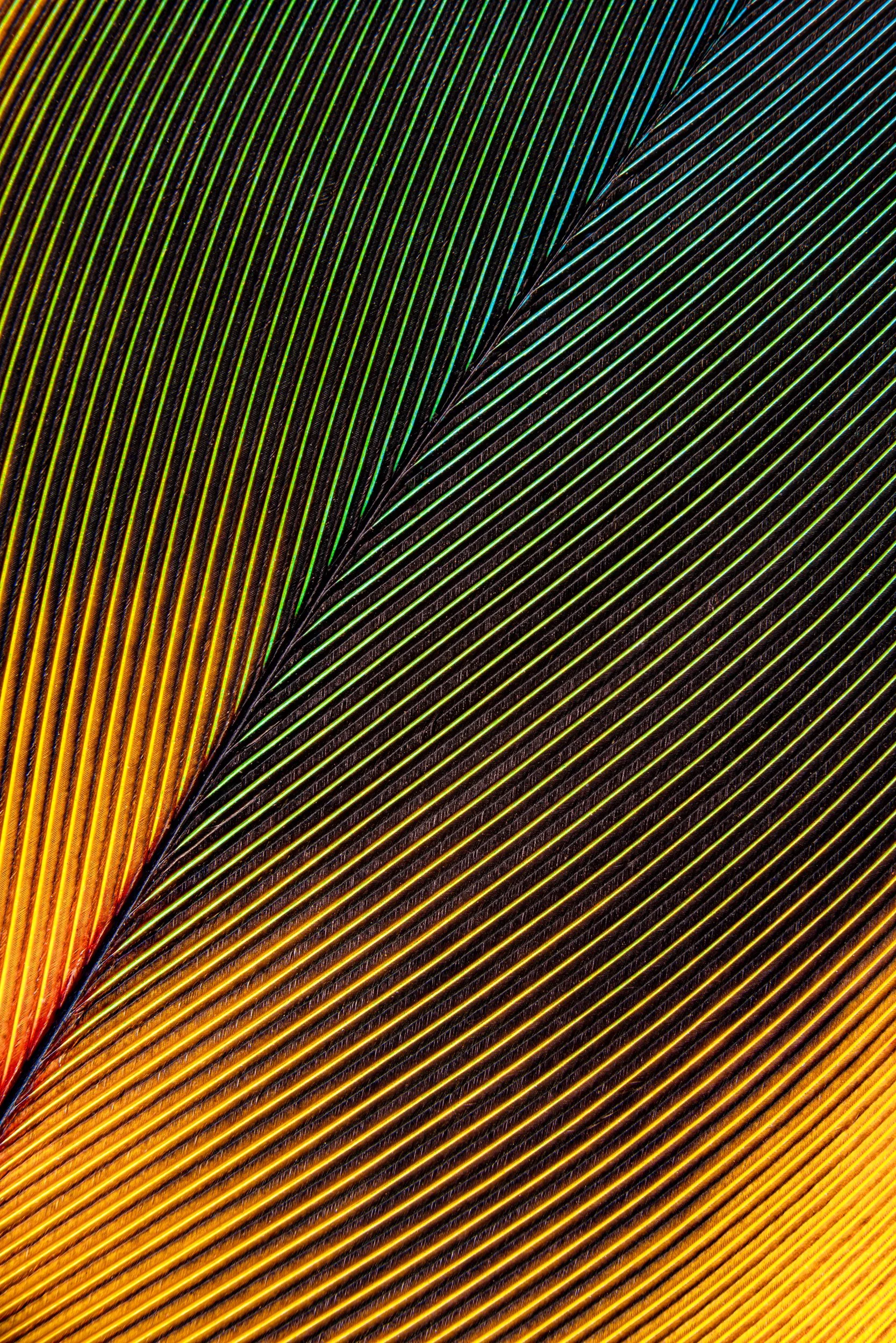 penas-nativas-macrofotografia-obras-fine-art-7.jpg
