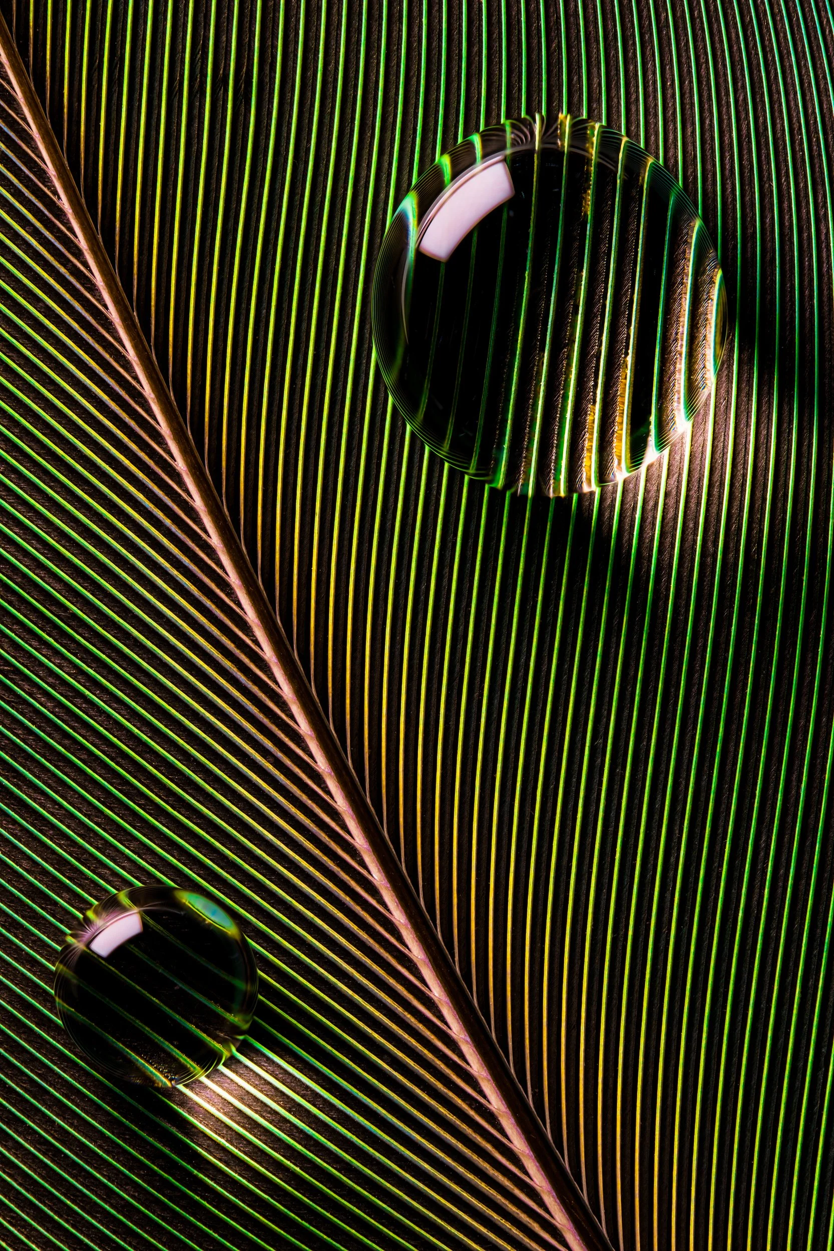 hidrofobico-penas-macrofotografia-fine-art-14.jpg