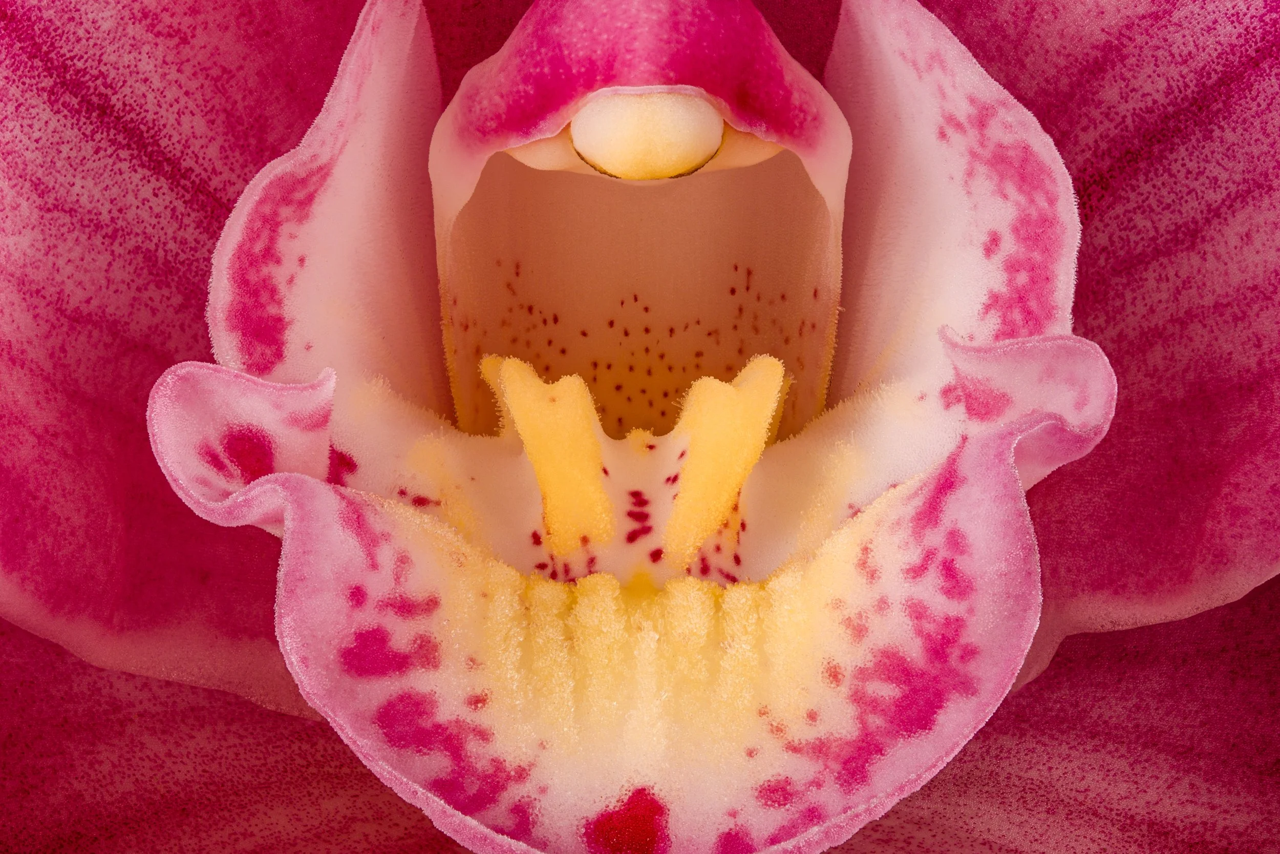 folha_macrofotografia_fine_art-12.jpg