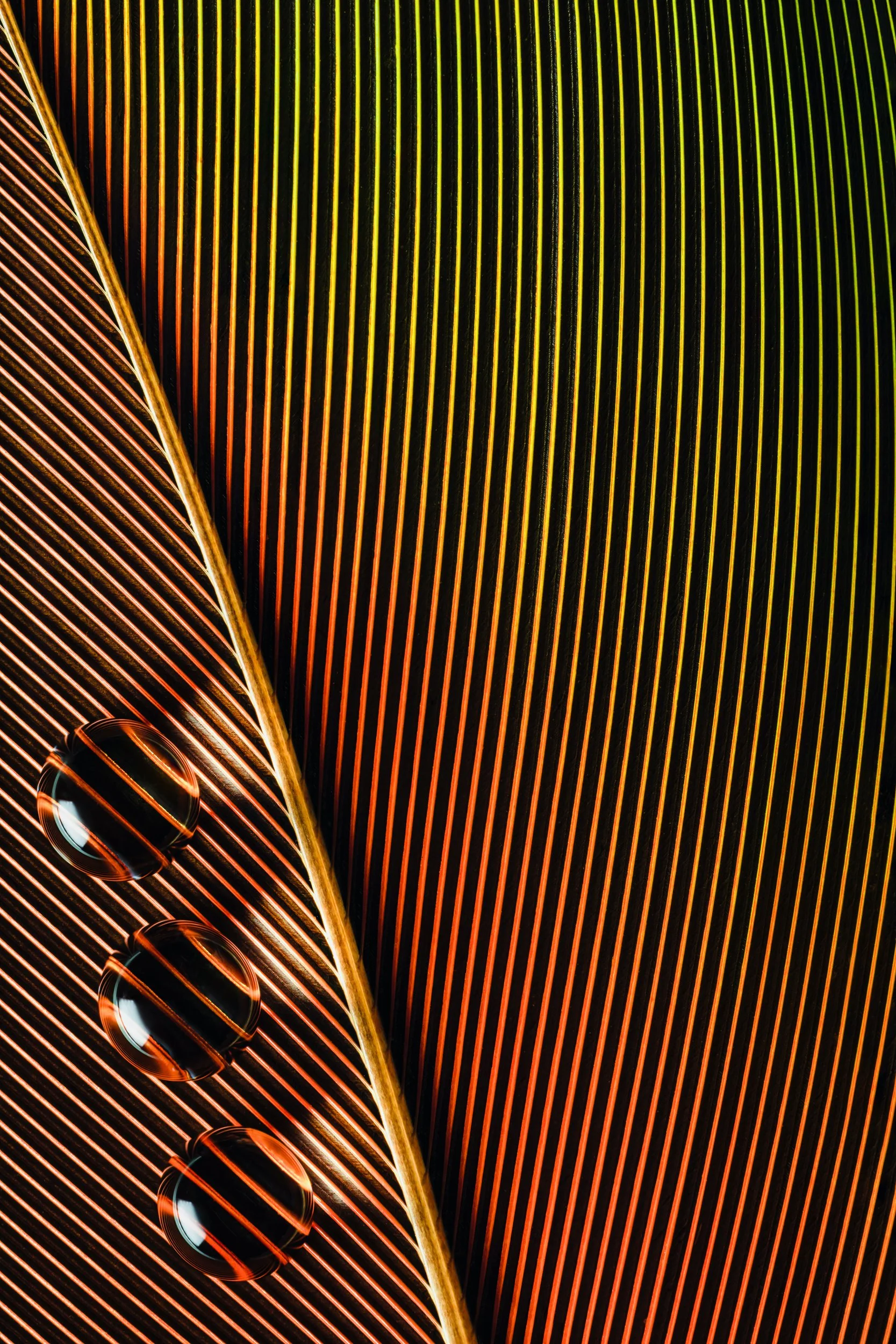 hidrofobico-penas-macrofotografia-fine-art-21.jpg