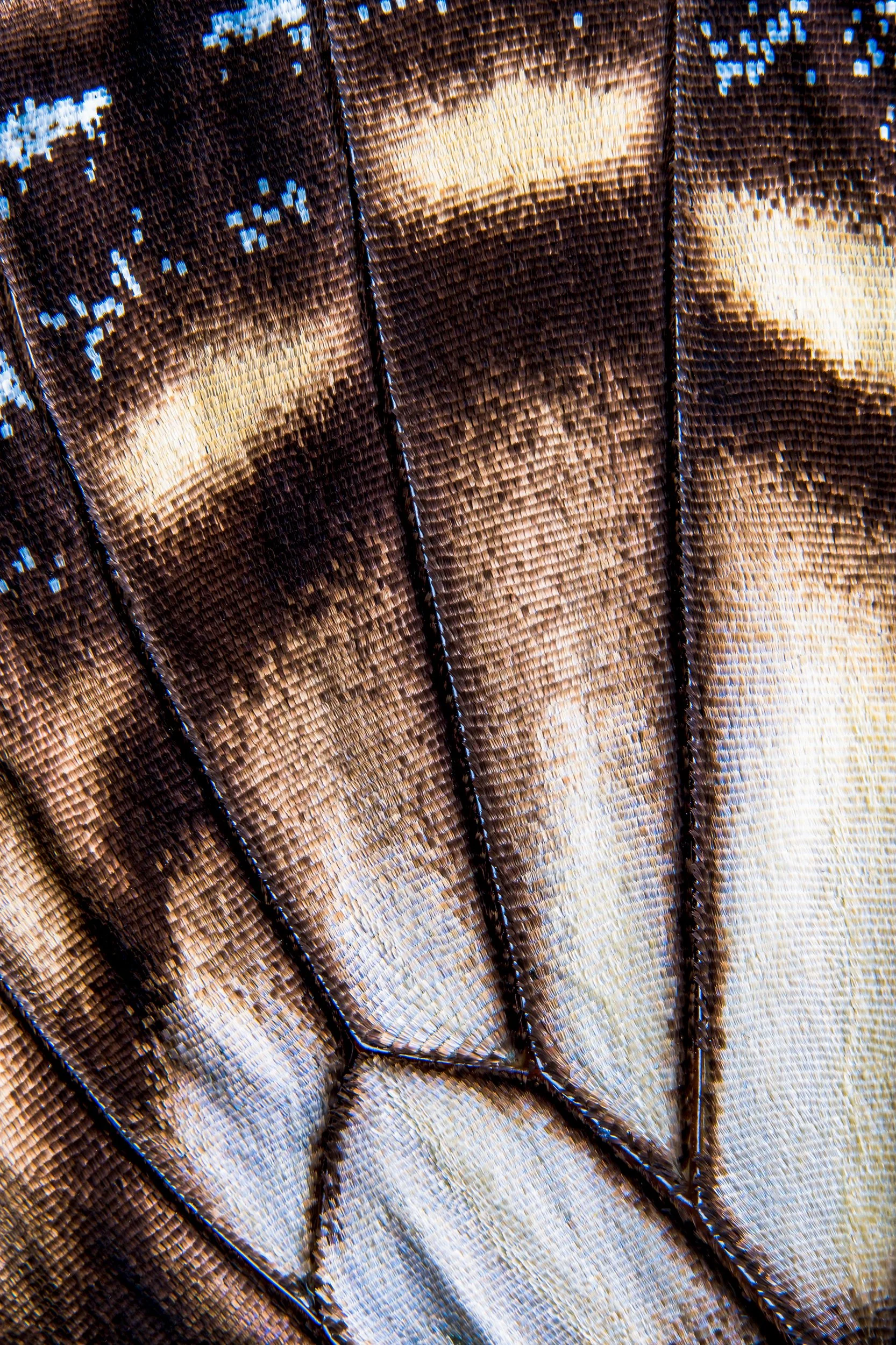 panapana-borboleta-macrofotografia-fine-art-11.jpg