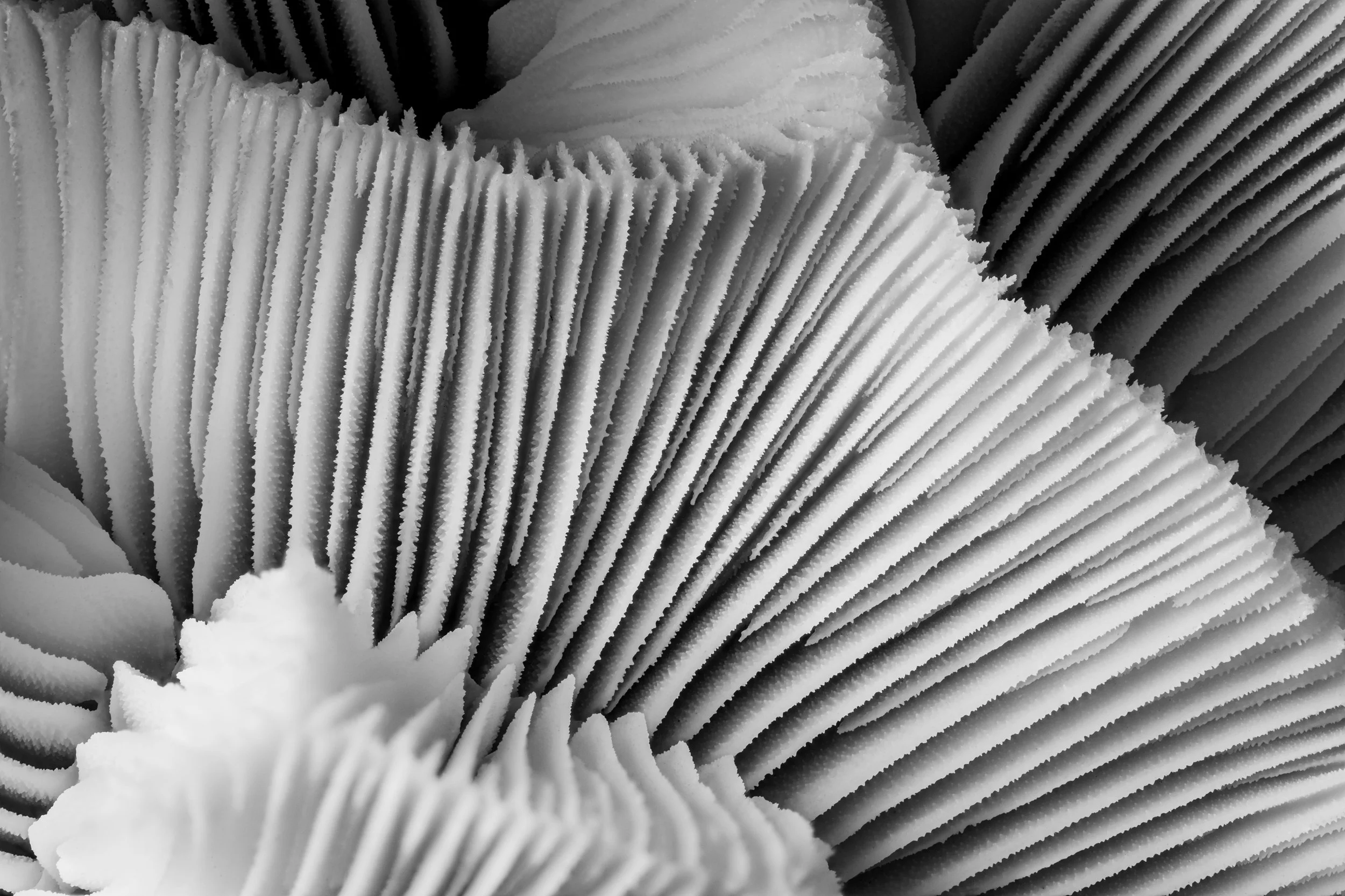 mare-coral-macrofotografia-fine-art-14.jpg