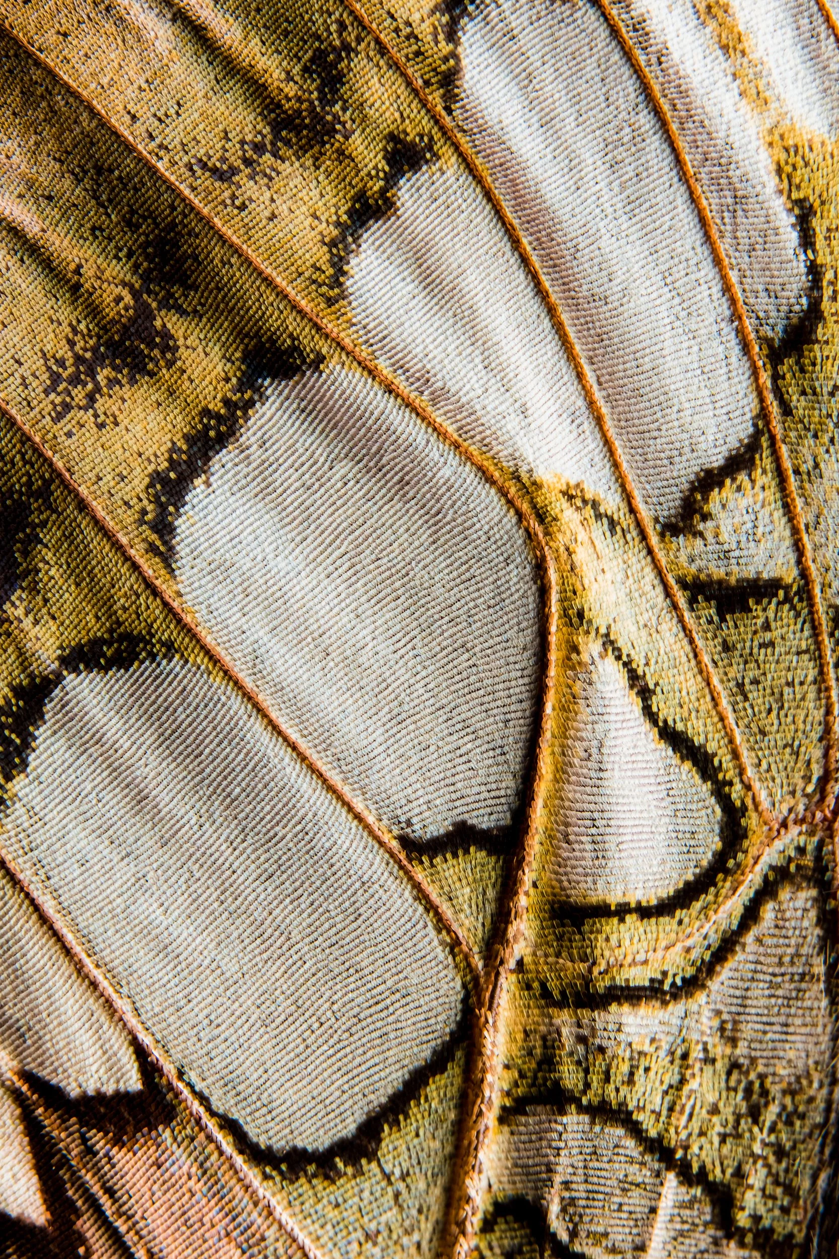 panapana-borboleta-macrofotografia-fine-art-16.jpg