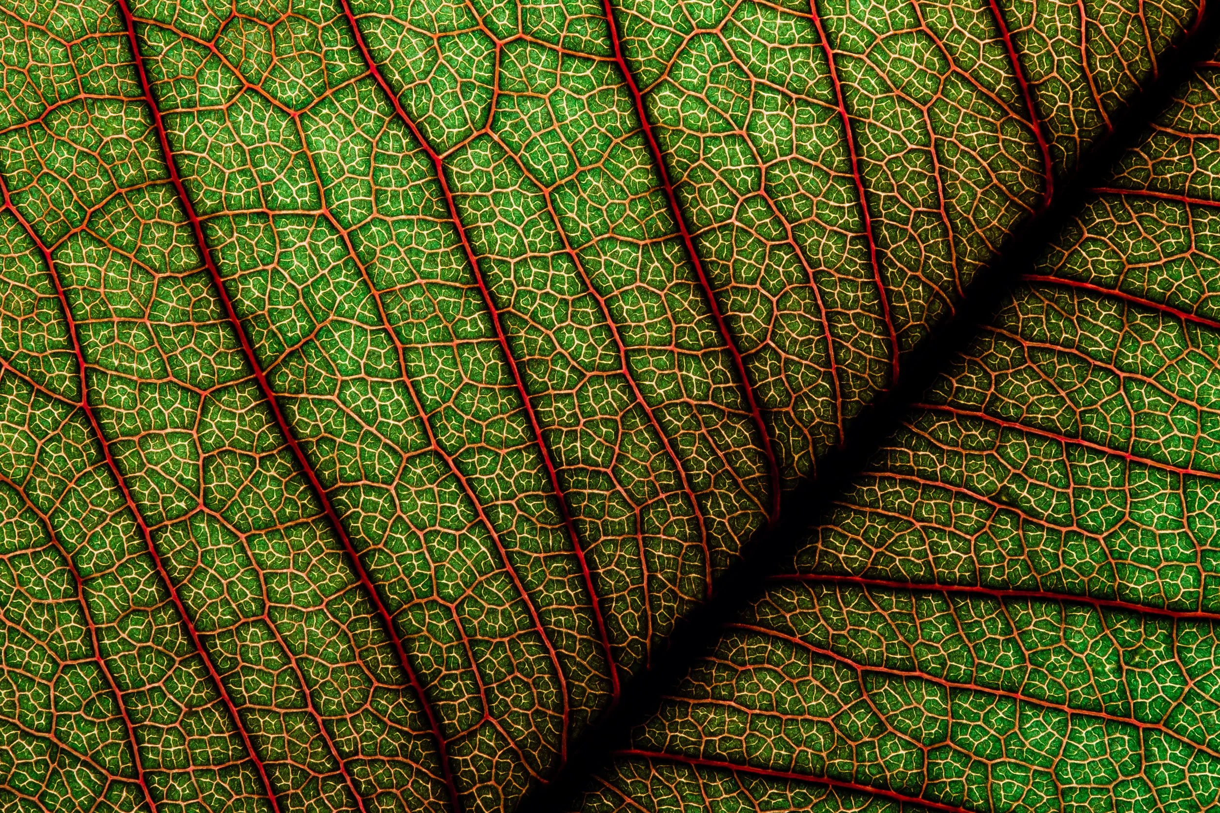 folha_macrofotografia_fine_art-14.jpg