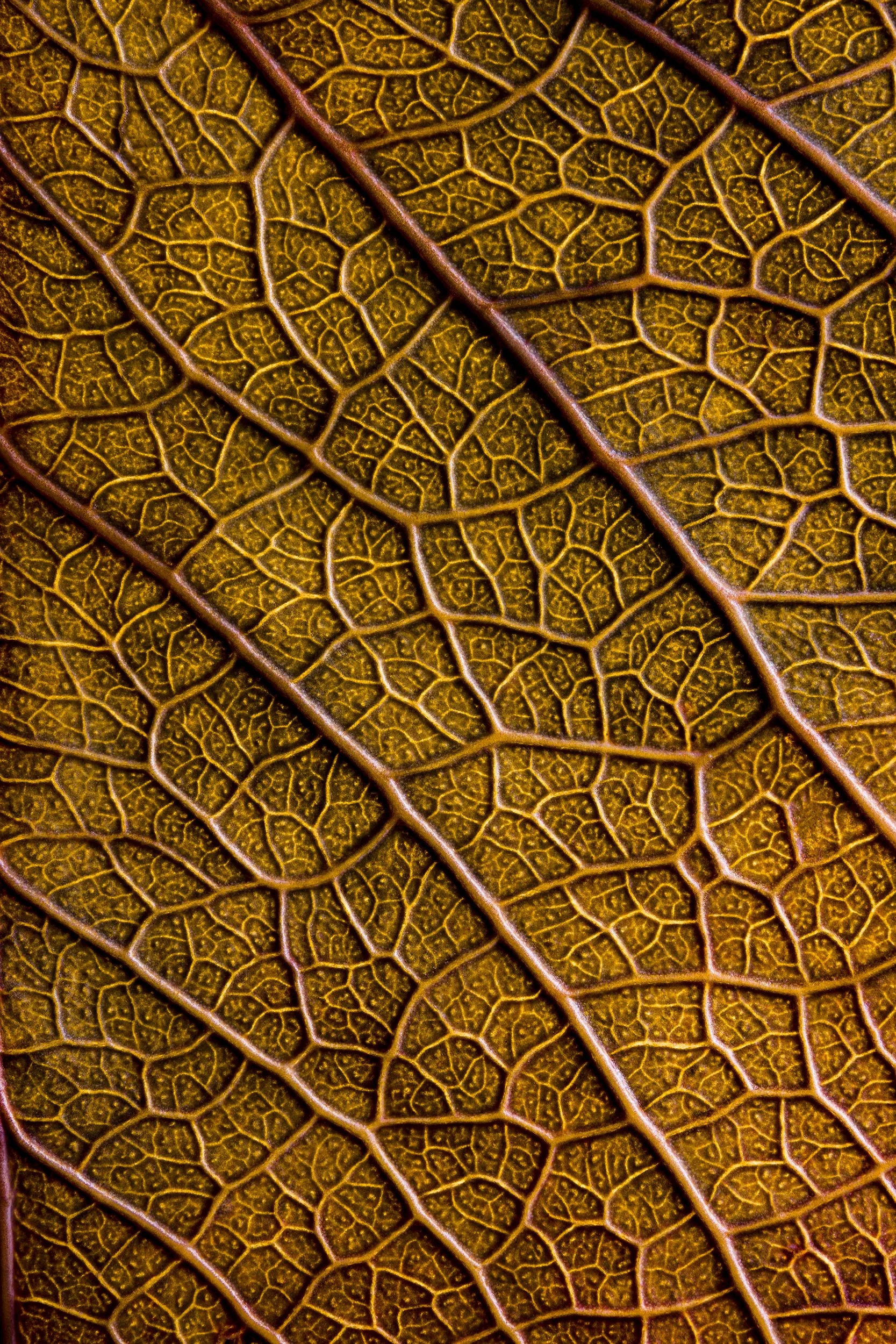 folha_macrofotografia_fine_art-15.jpg