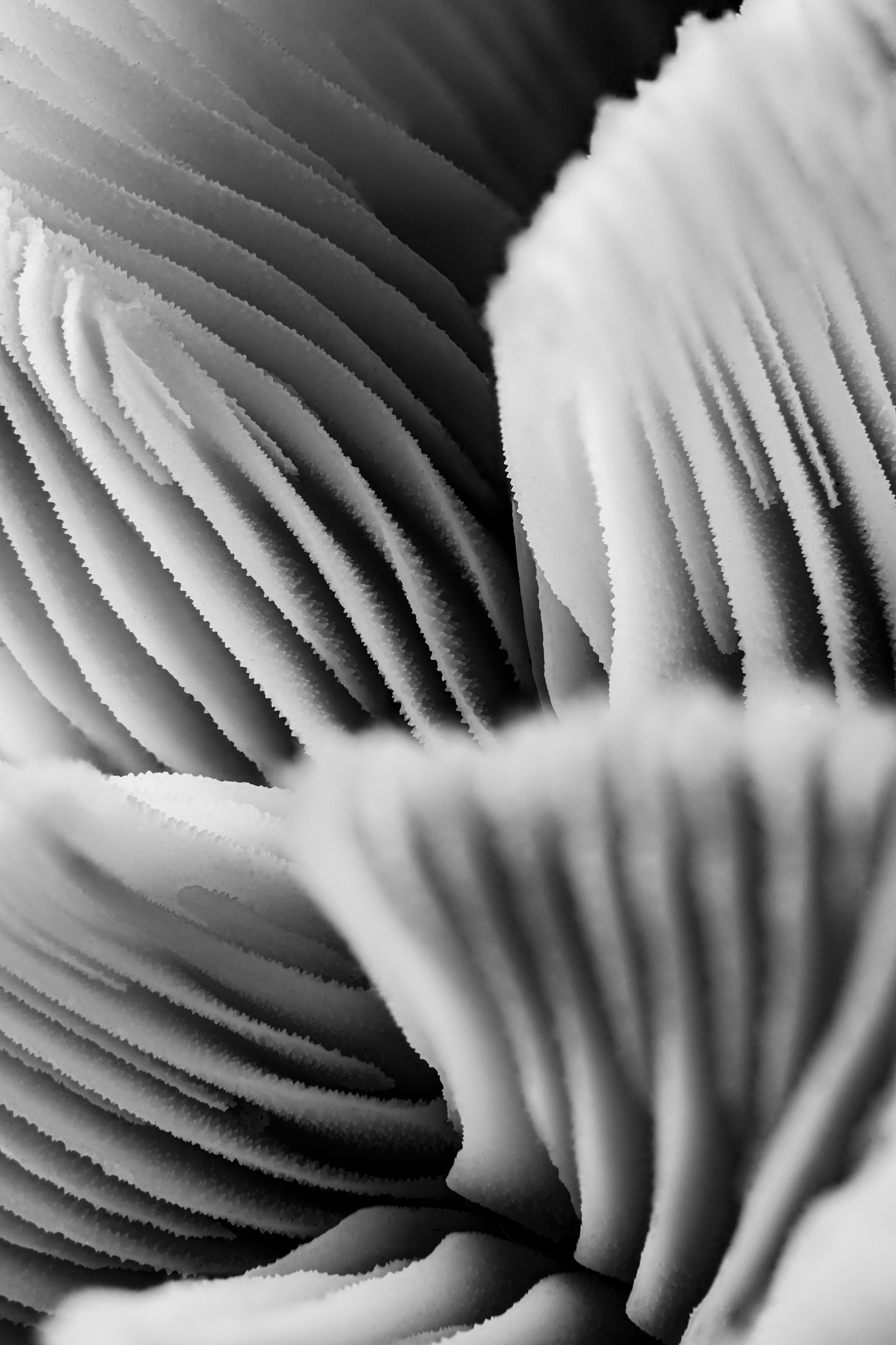 mare-coral-macrofotografia-fine-art-1.jpg