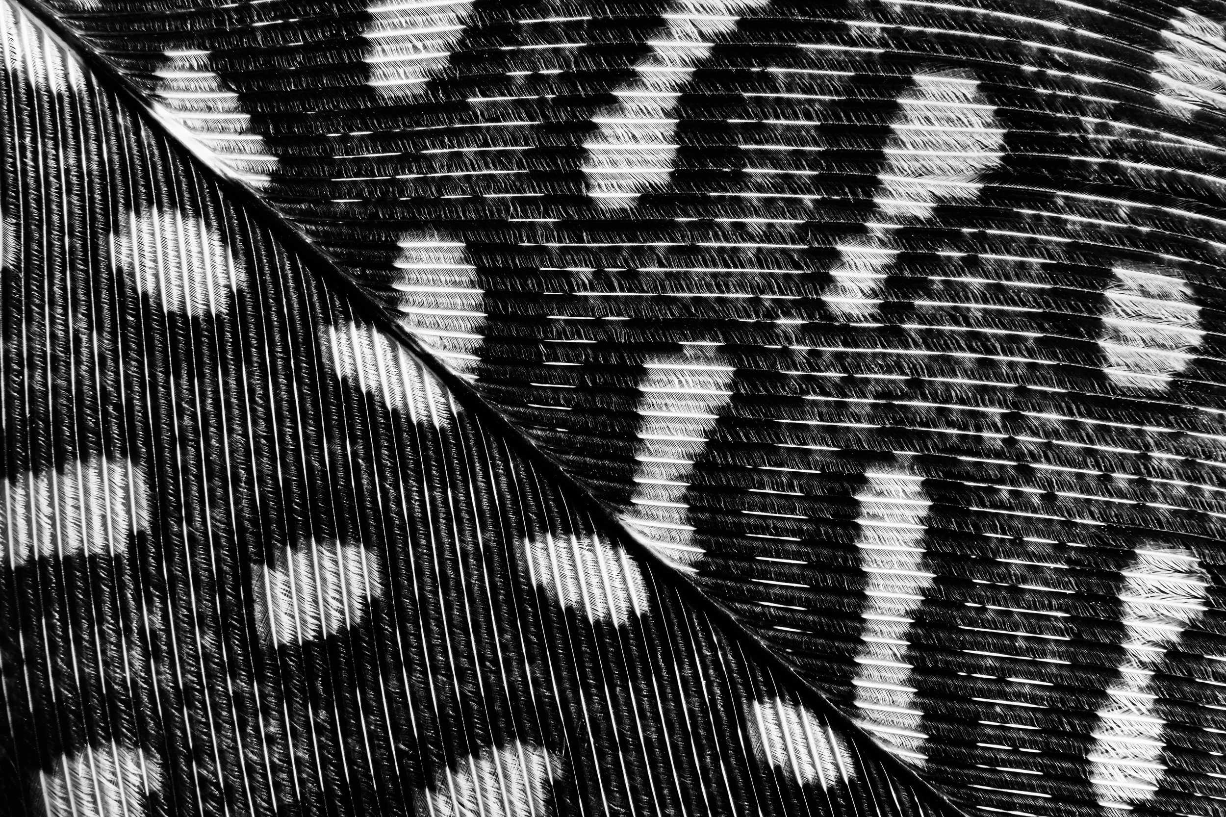 penas-nativas-macrofotografia-obras-fine-art-11.jpg