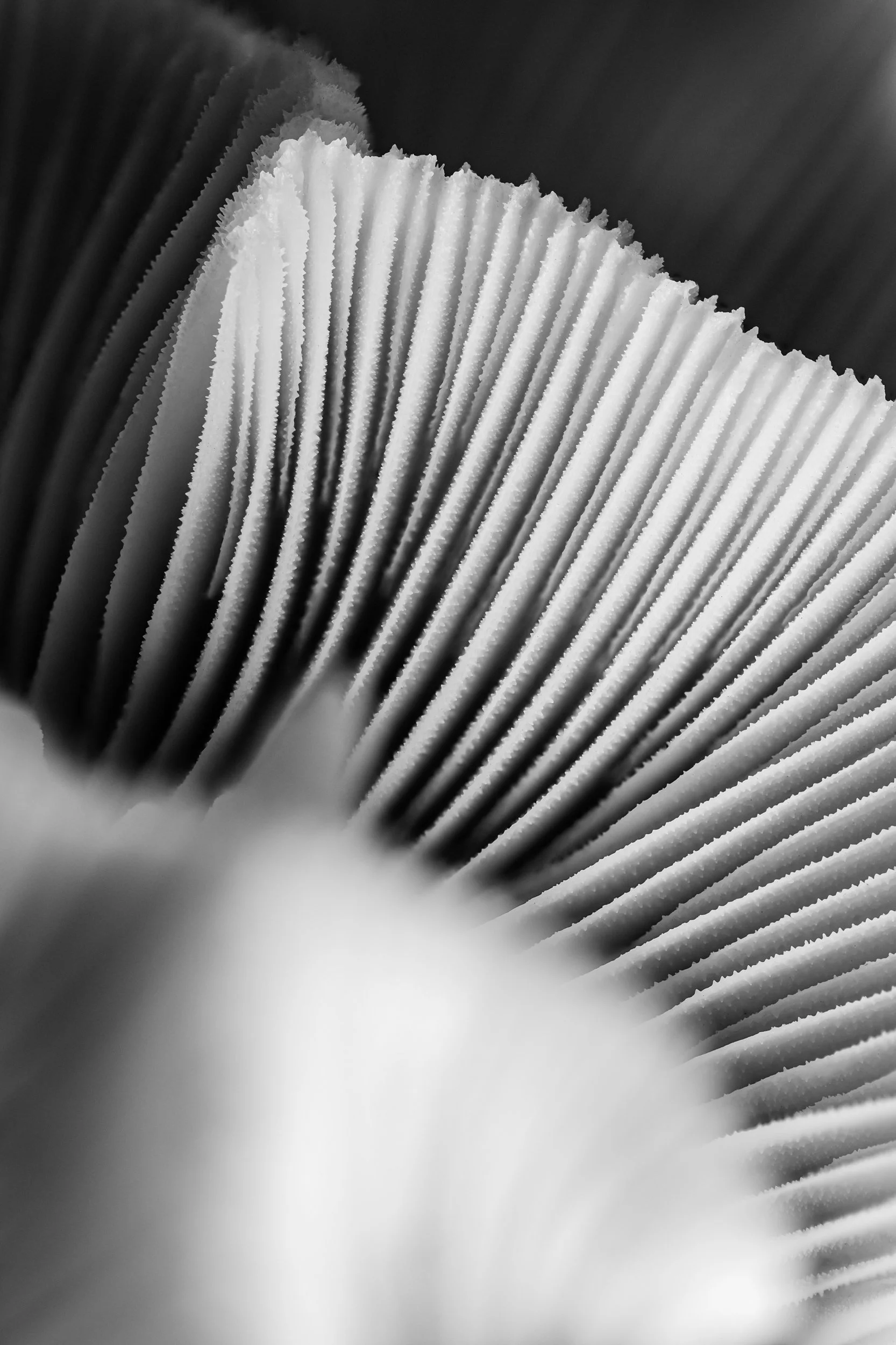 mare-coral-macrofotografia-fine-art-8.jpg