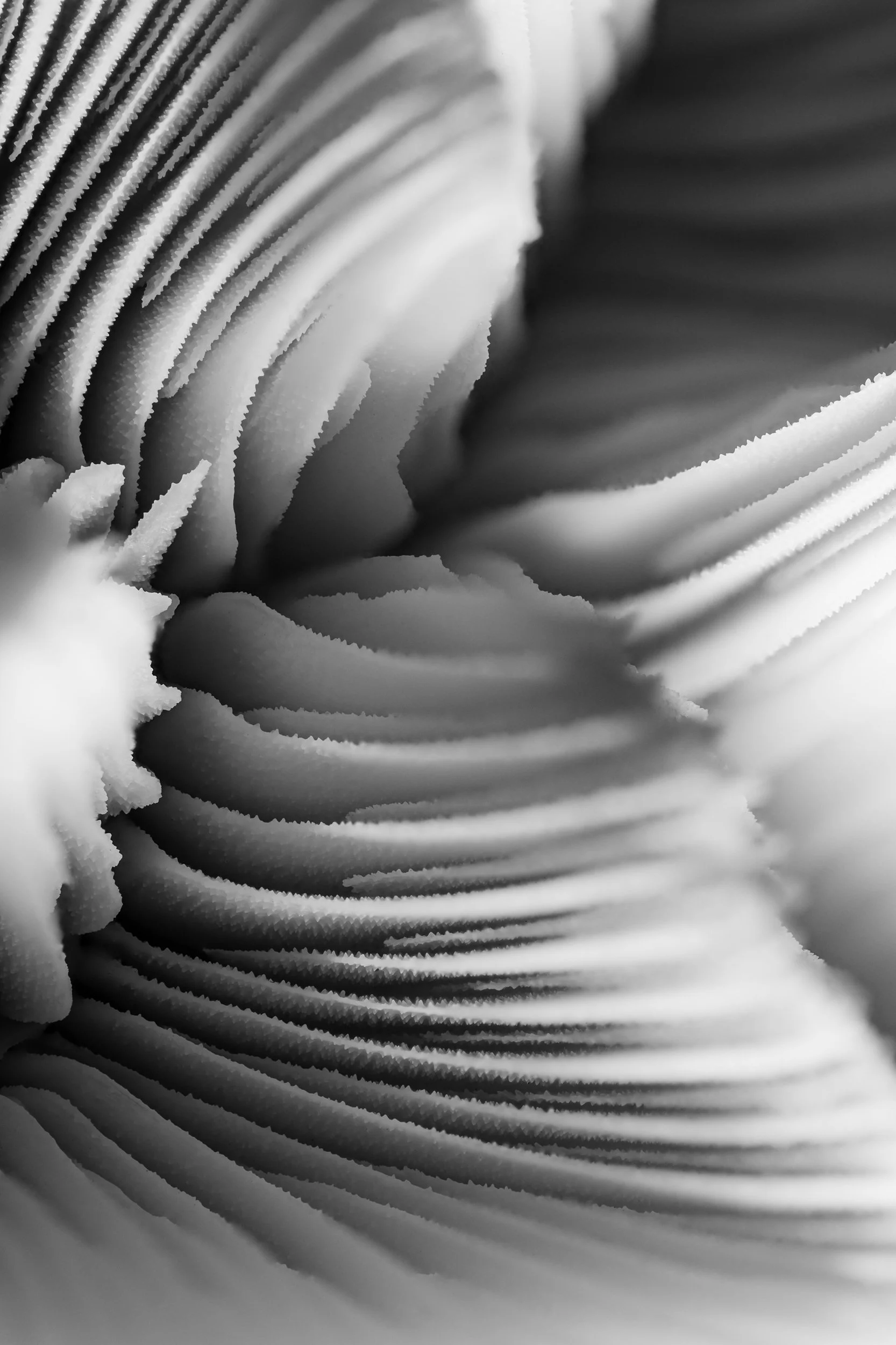 mare-coral-macrofotografia-fine-art-5.jpg