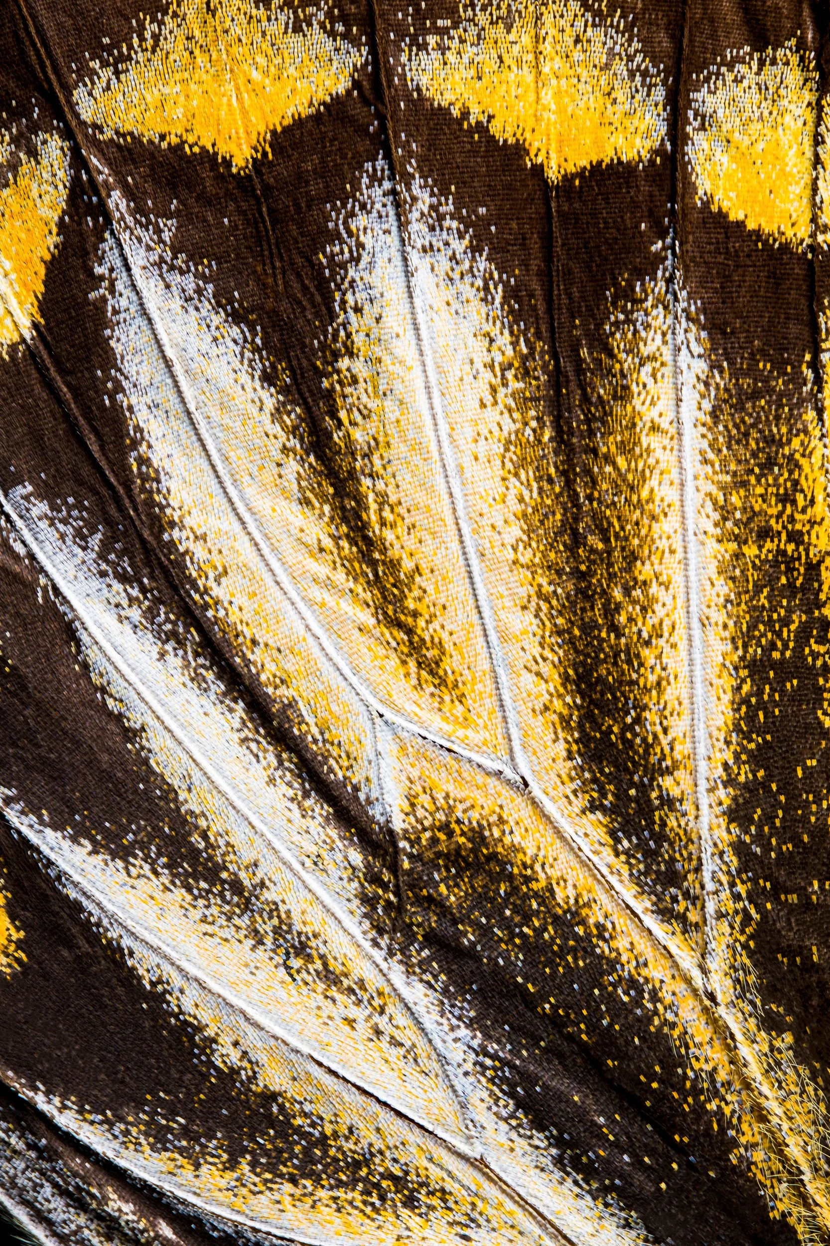 panapana-borboleta-macrofotografia-fine-art-6.jpg