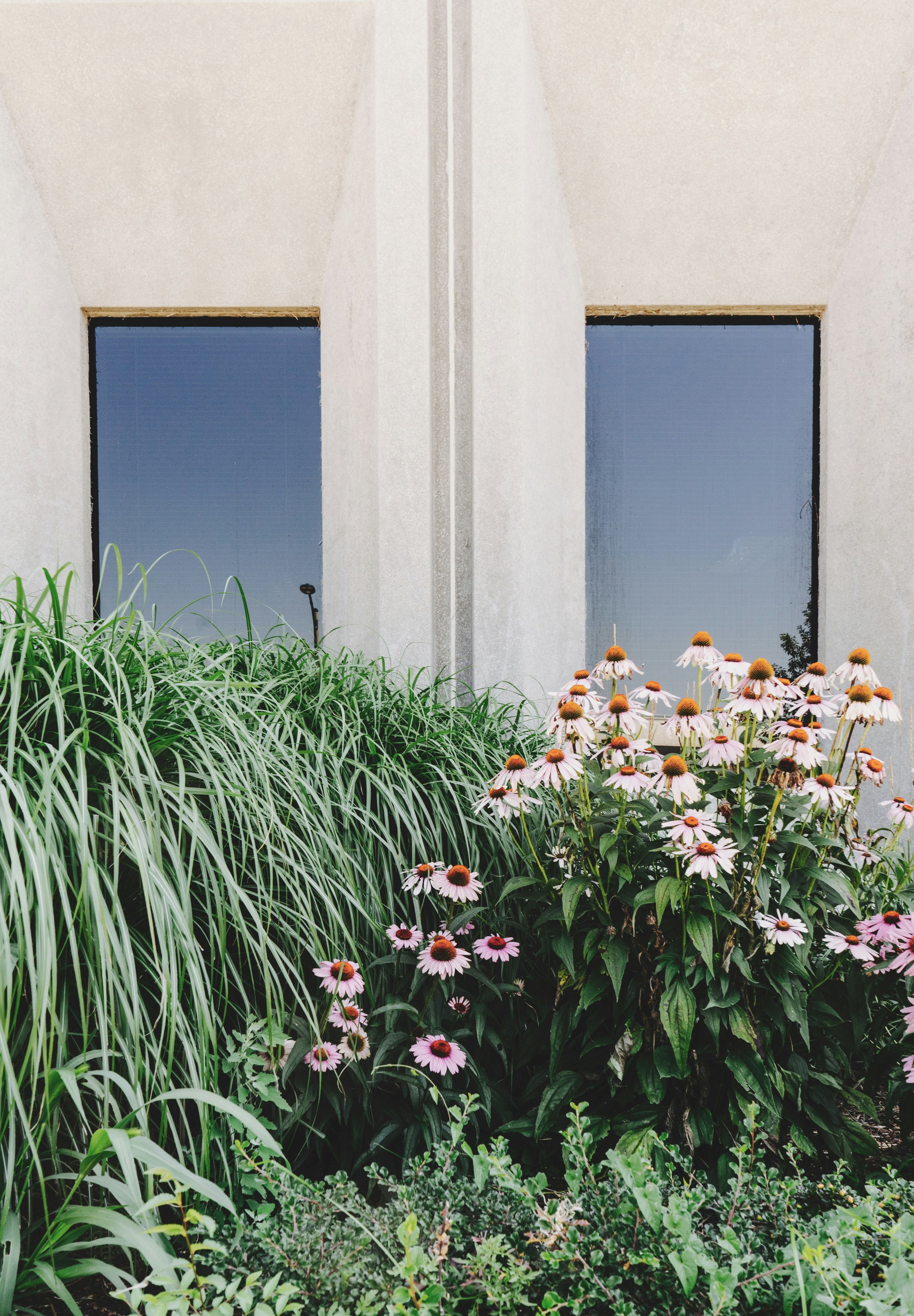 are & are Landscape Design Studio - The image shows a white building with two rectangular blue-tinted windows. In front of the building, there is a lush assortment of greenery and pink flowers with orange centers.