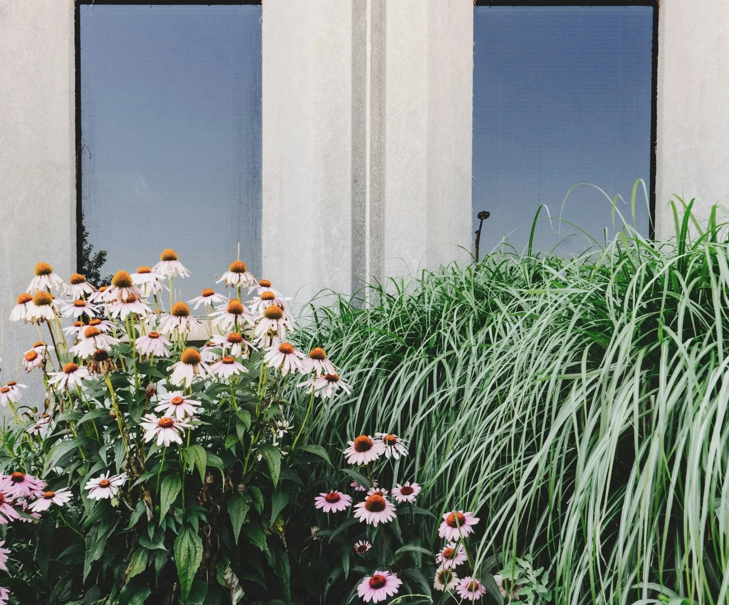 Echinacea flowers and ornamental grasses in a naturalistic garden planting scheme beside a modern building.
