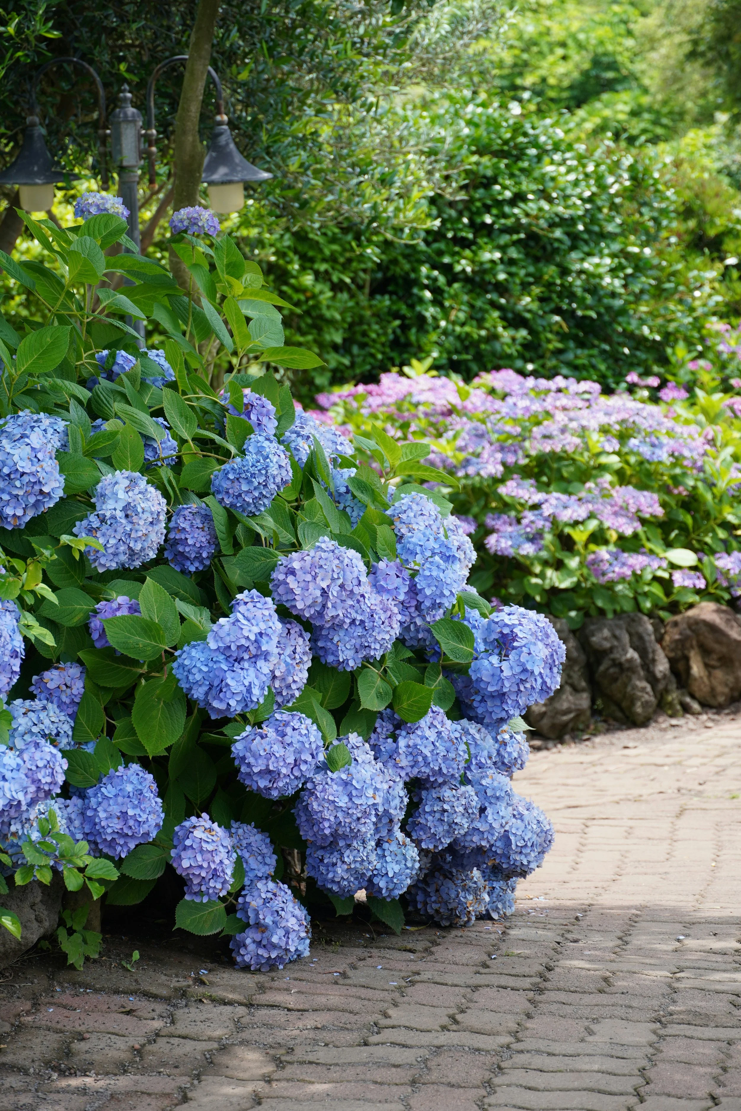 Hydrangea planting with new paving