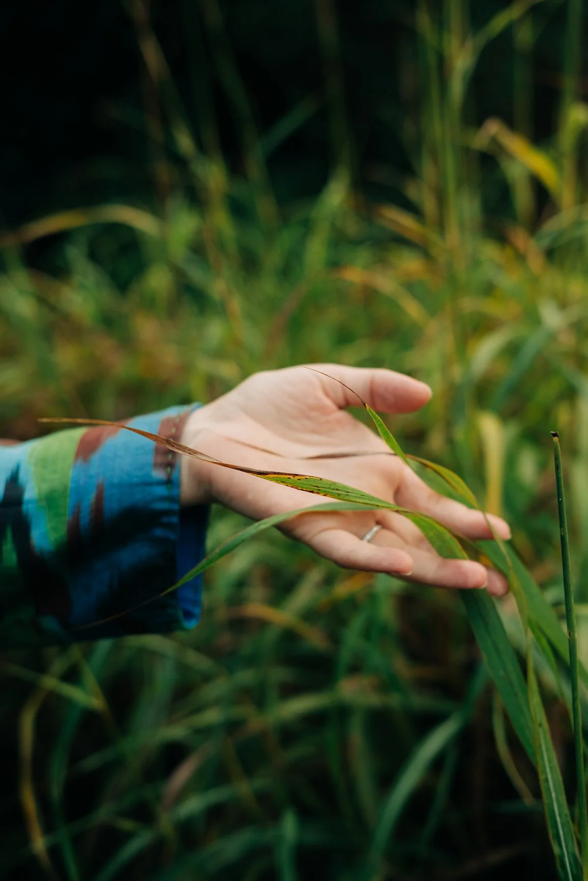 A hand touches green grass leaves in a field.