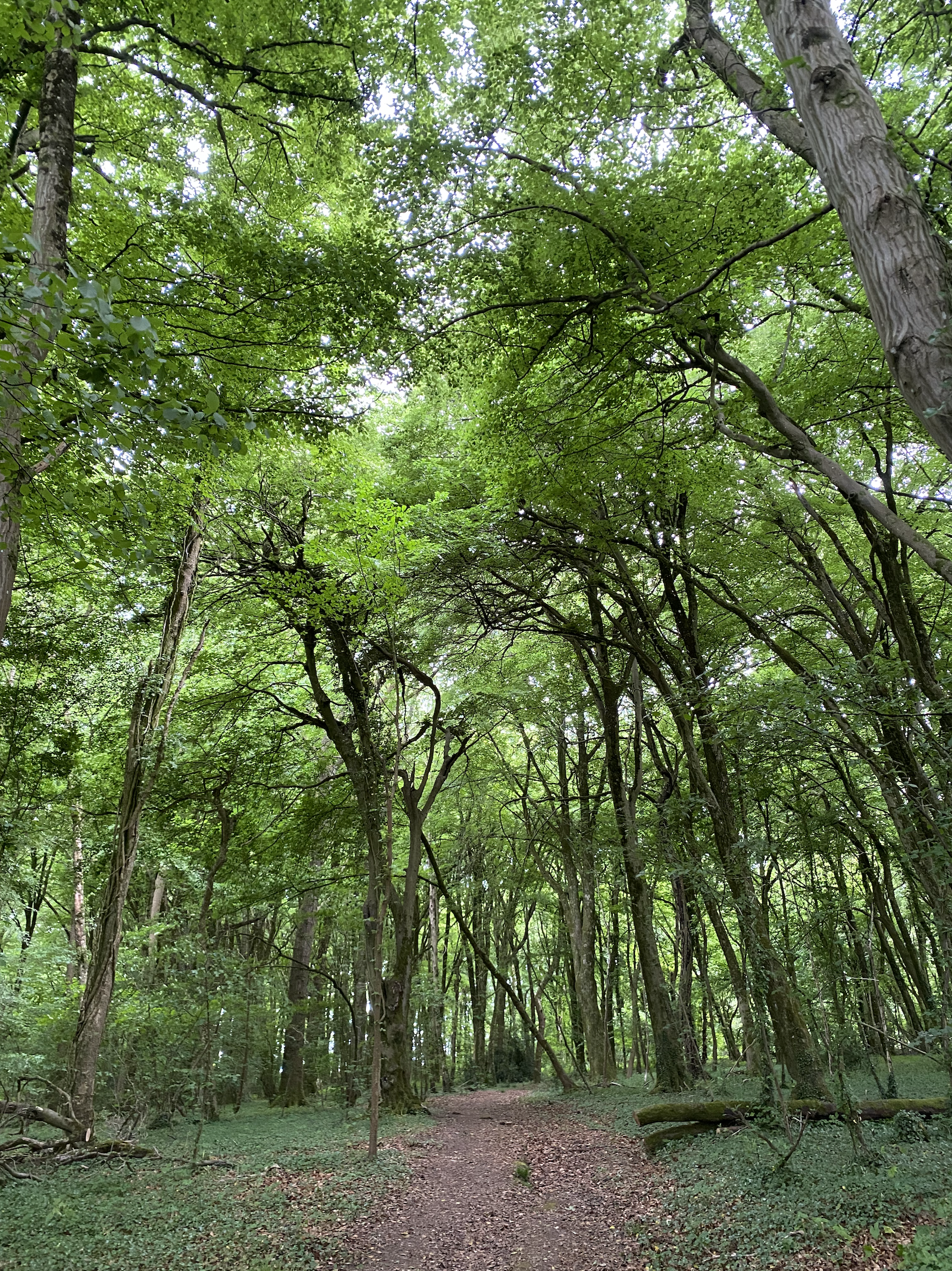 A forest scene with tall trees, green leaves, and a dirt path winding through the woods.