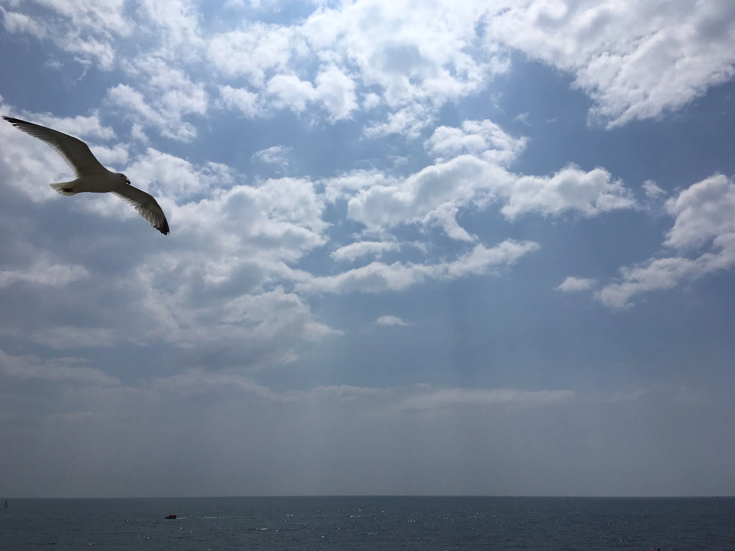Seagull flying over the ocean with cloudy sky and a small boat in the distance.