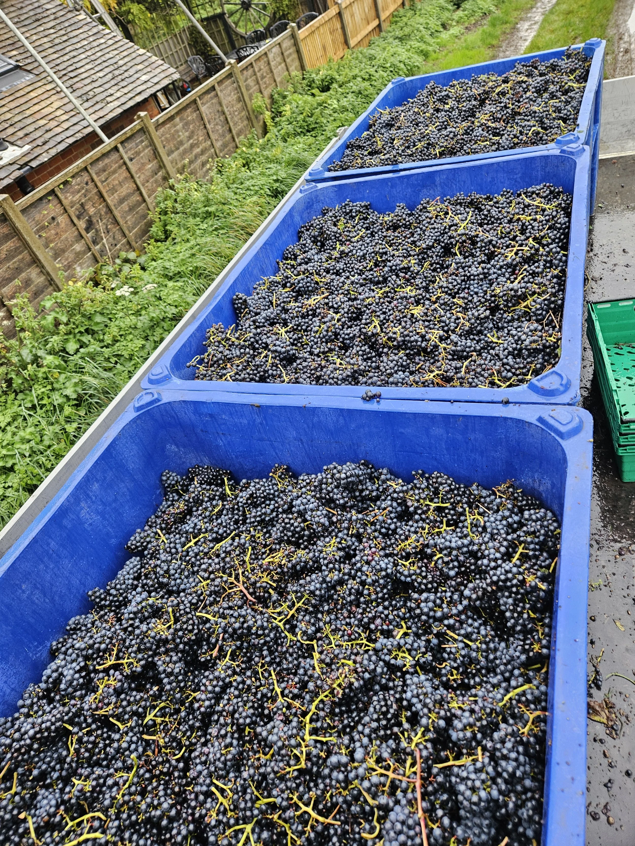 Red Grapes being harvested