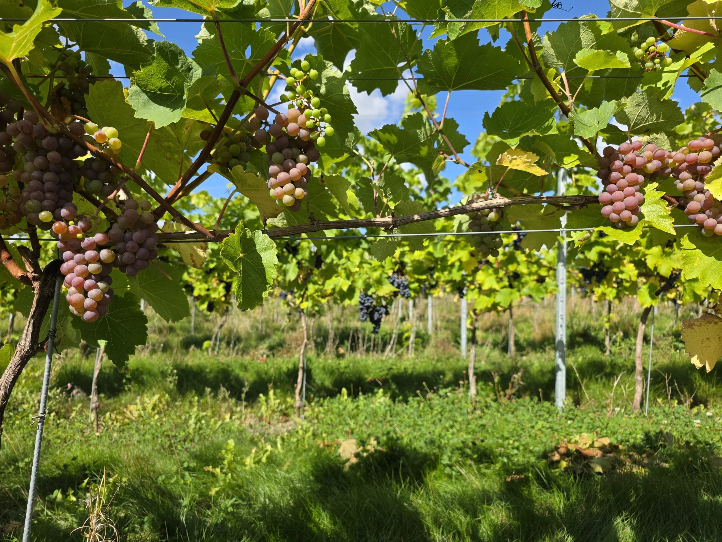 Pink and red grapes on vines