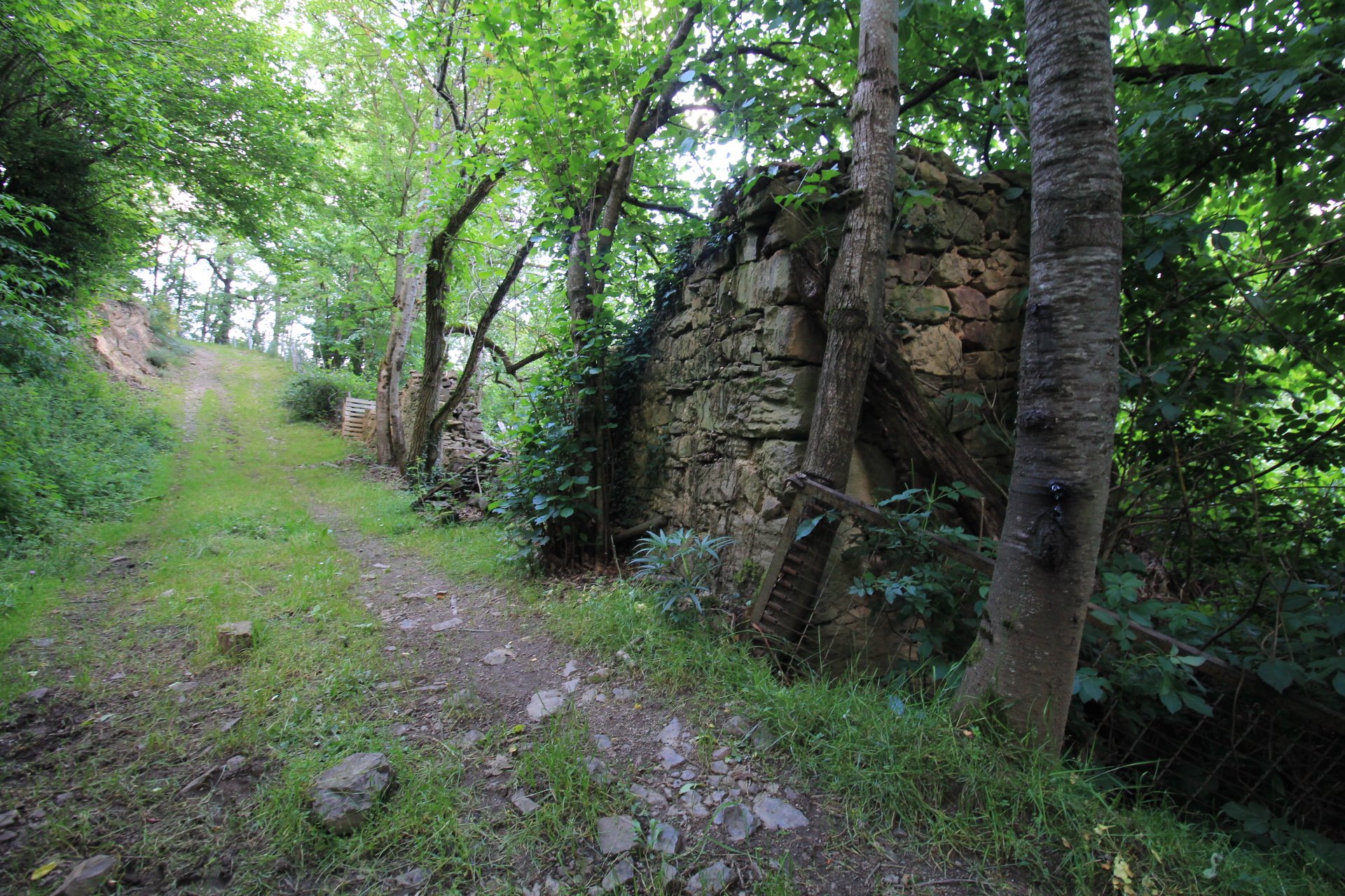 A forest trail with green grass, trees, and an old stone wall along the path.
