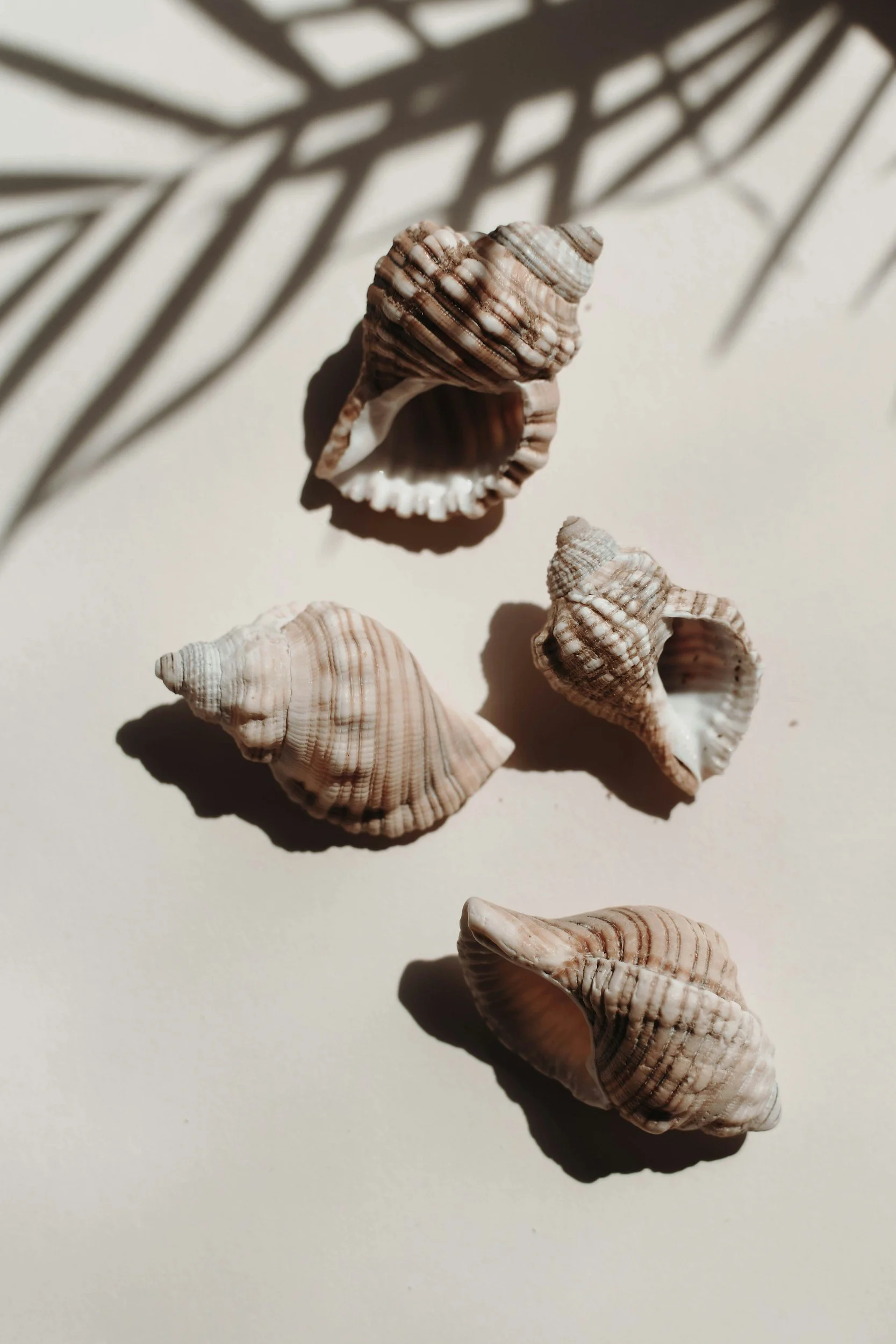 Various seashells arranged on a light surface with shadows from a plant overhead.
