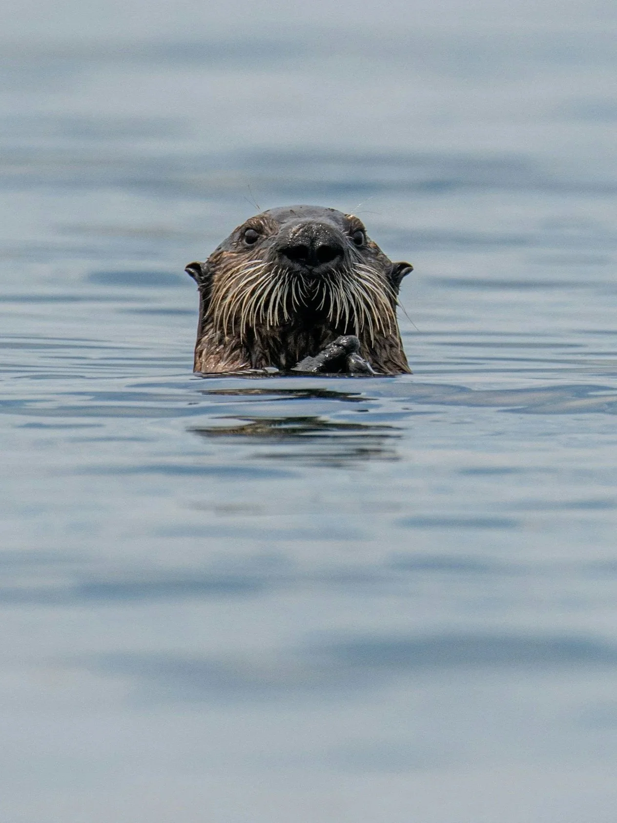 Close-up of a river otter with its head above water, looking directly at the camera, with a calm water background.
