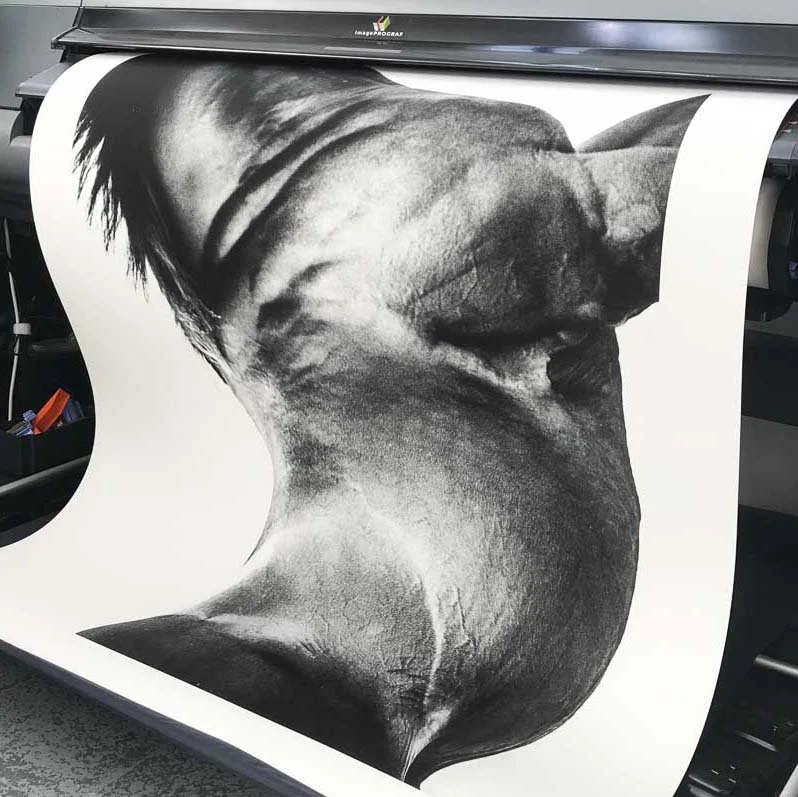 Close-up of a large black-and-white horse portrait being printed on a wide-format printer.