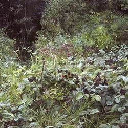 A lush garden with various green plants and shrubbery, surrounded by trees and natural foliage.