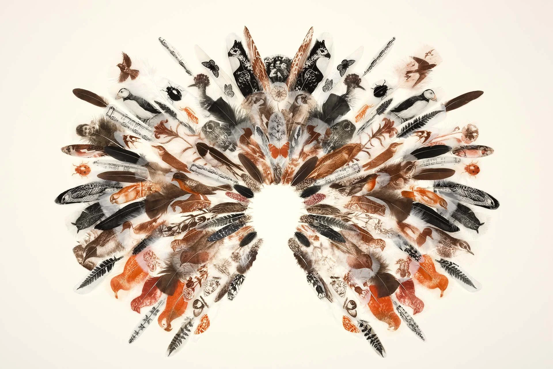 A collection of feathers arranged in a semi-circle on a white background, with various bird illustrations and patterns.