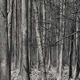 A dense forest with tall, leafless trees and no visible sunlight.