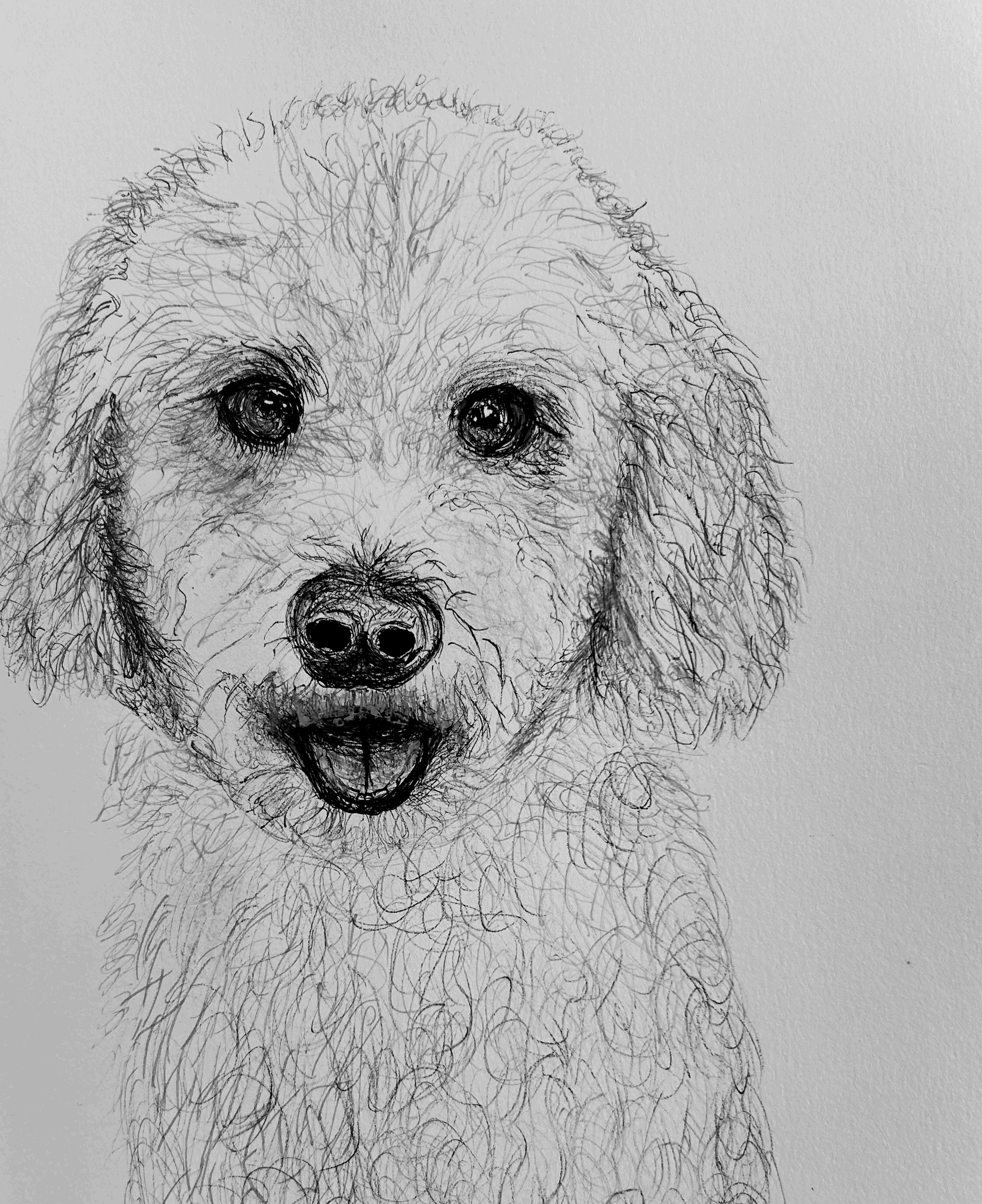 Asa the Poodle!