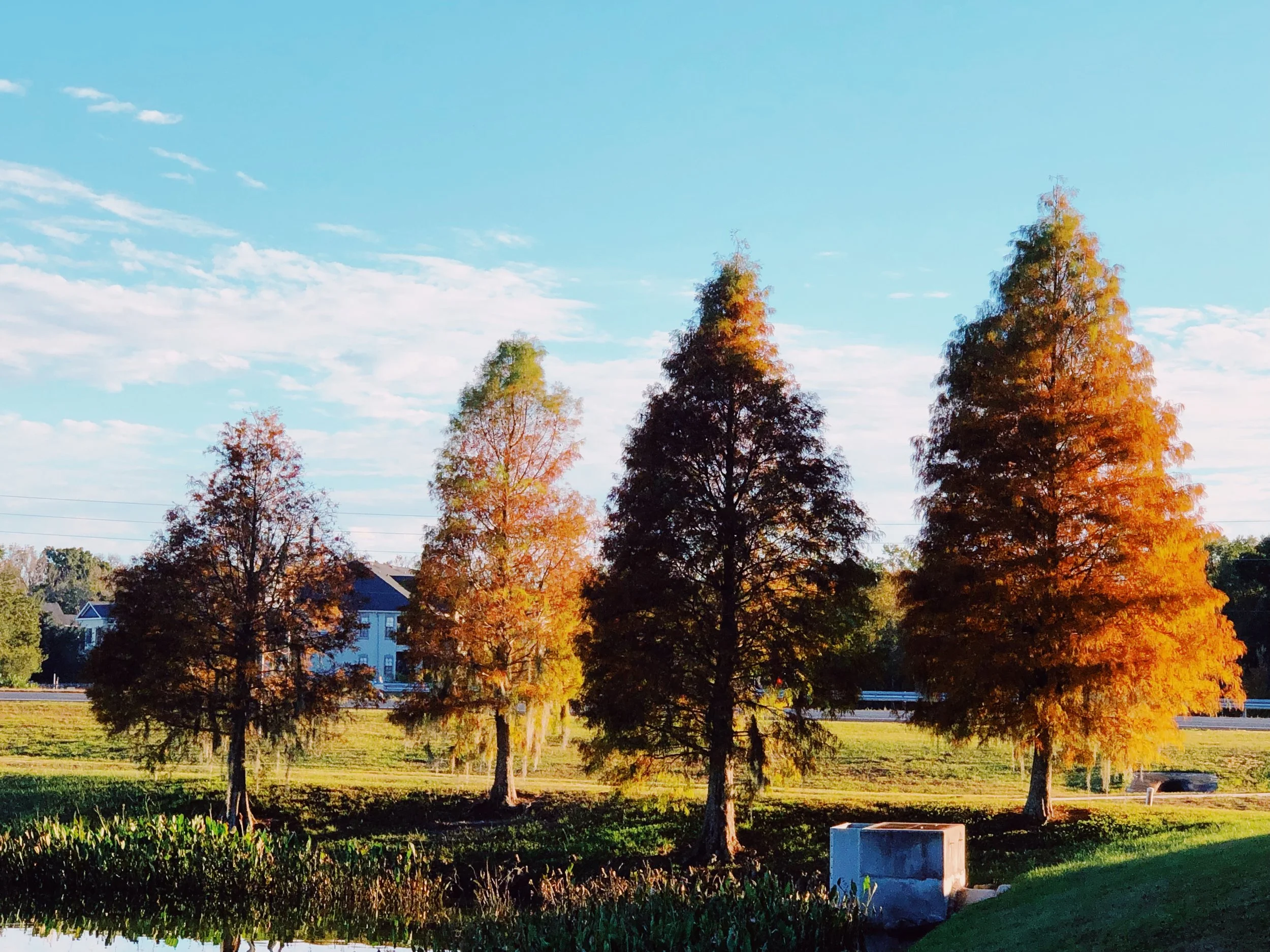 Between the Trees