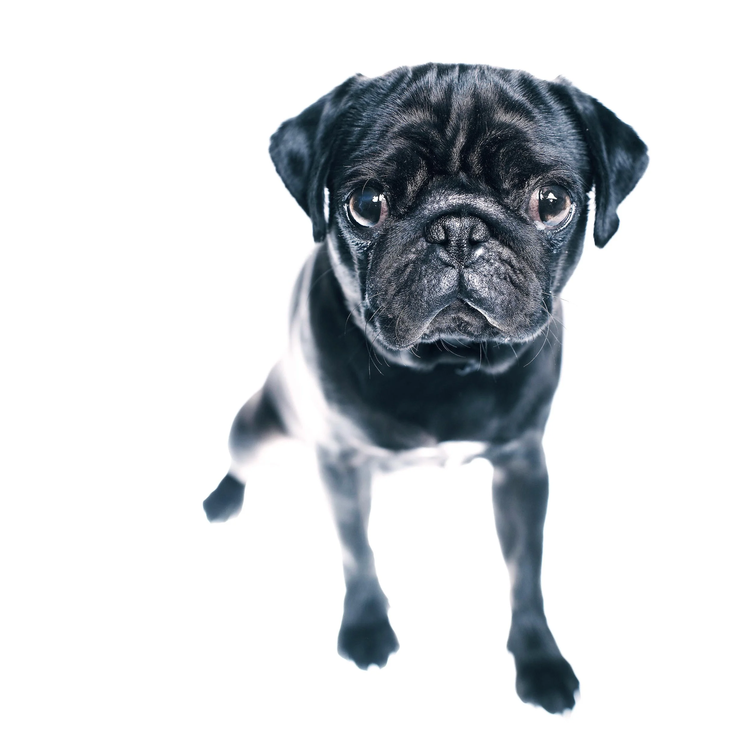 mops-000533.jpg