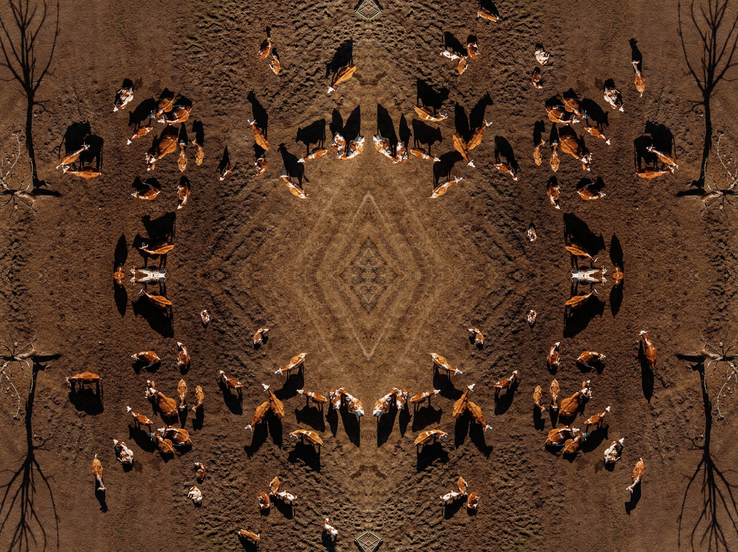 kühe_5_101x135.jpg