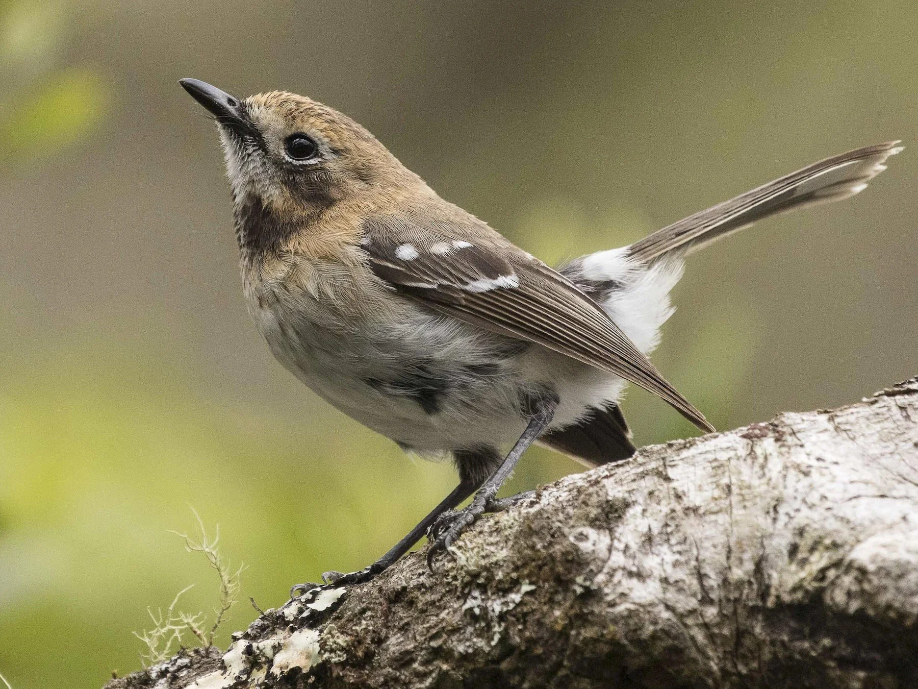 A small brown and white bird perched on a tree branch, looking upward with a blurred green background.