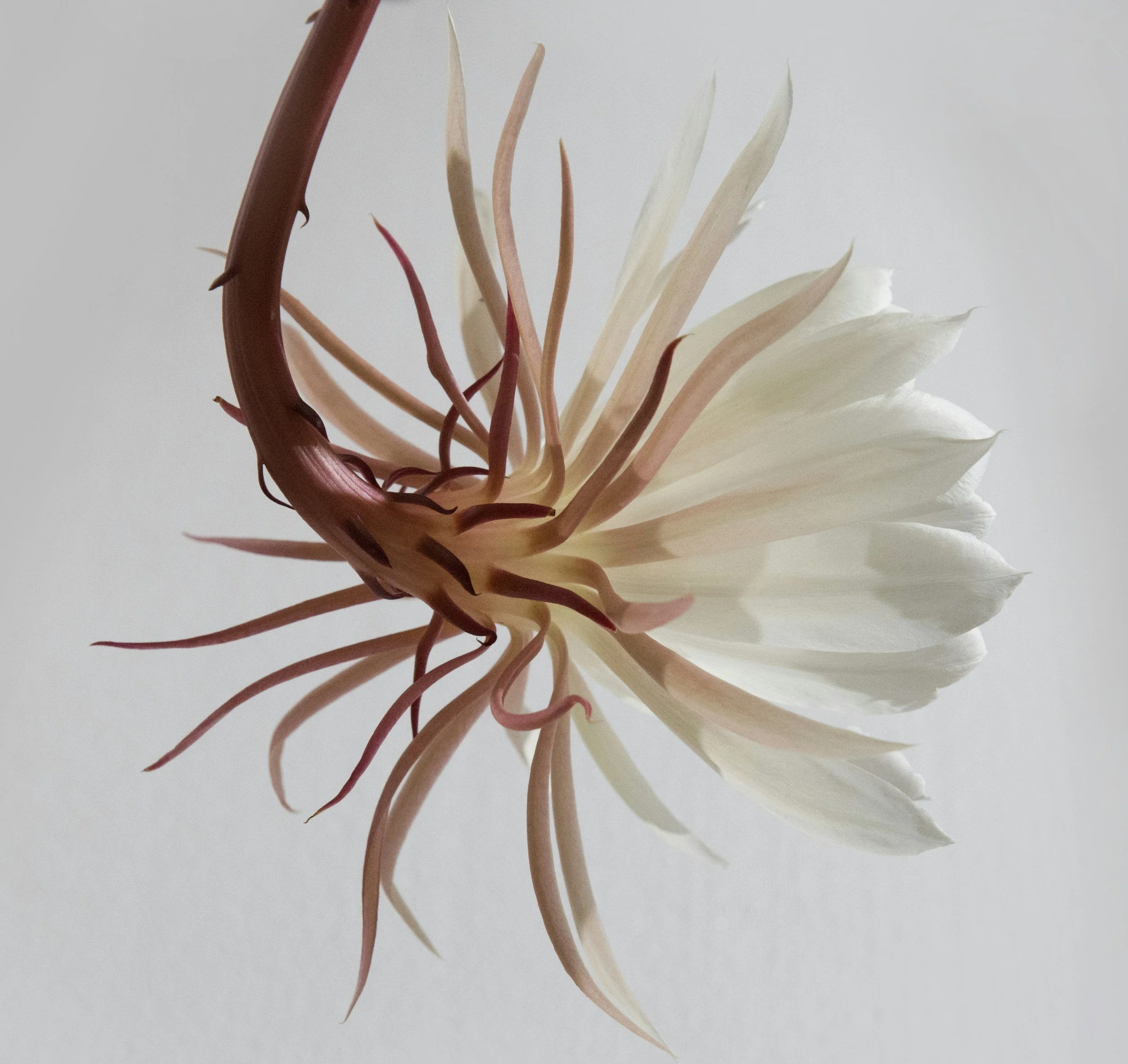 A close-up of a white flower with elongated petals and reddish-brown leaf-like structures against a plain background.