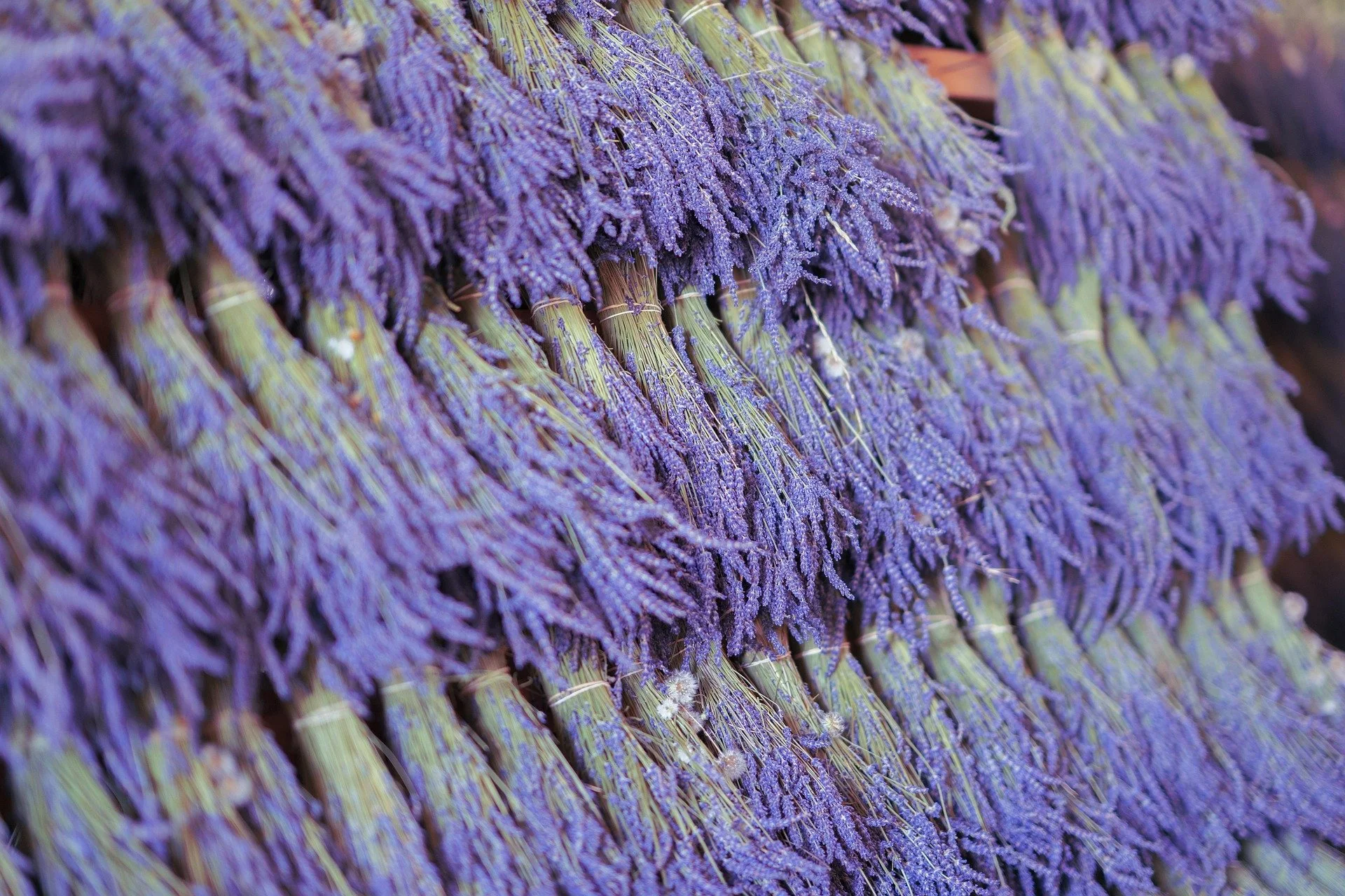 chiemseherin-lavender-7346195_1920.jpg