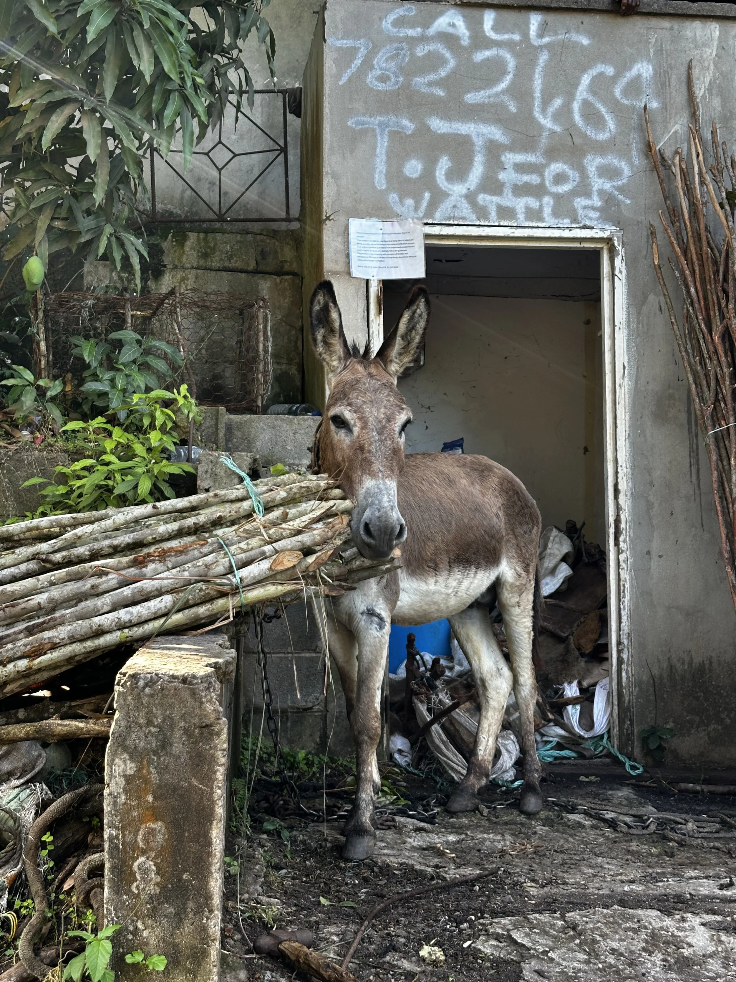 This donkey got the sticks for some exterior works