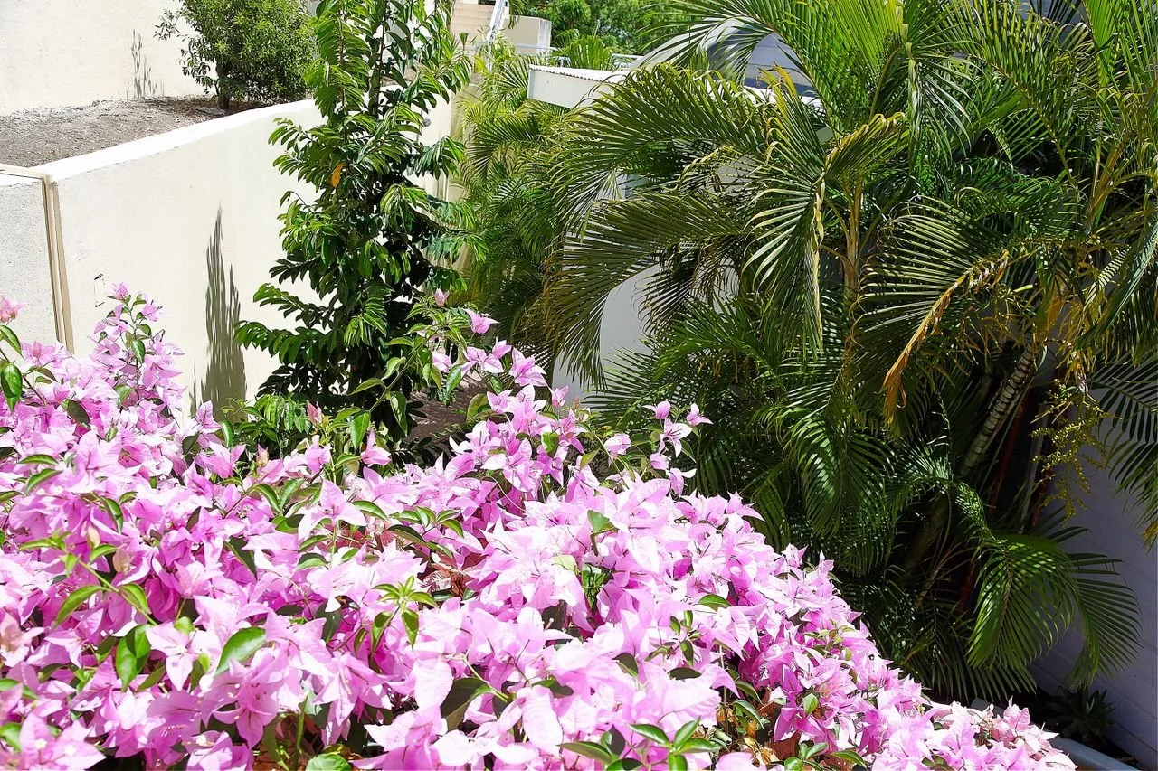 garden.JPG