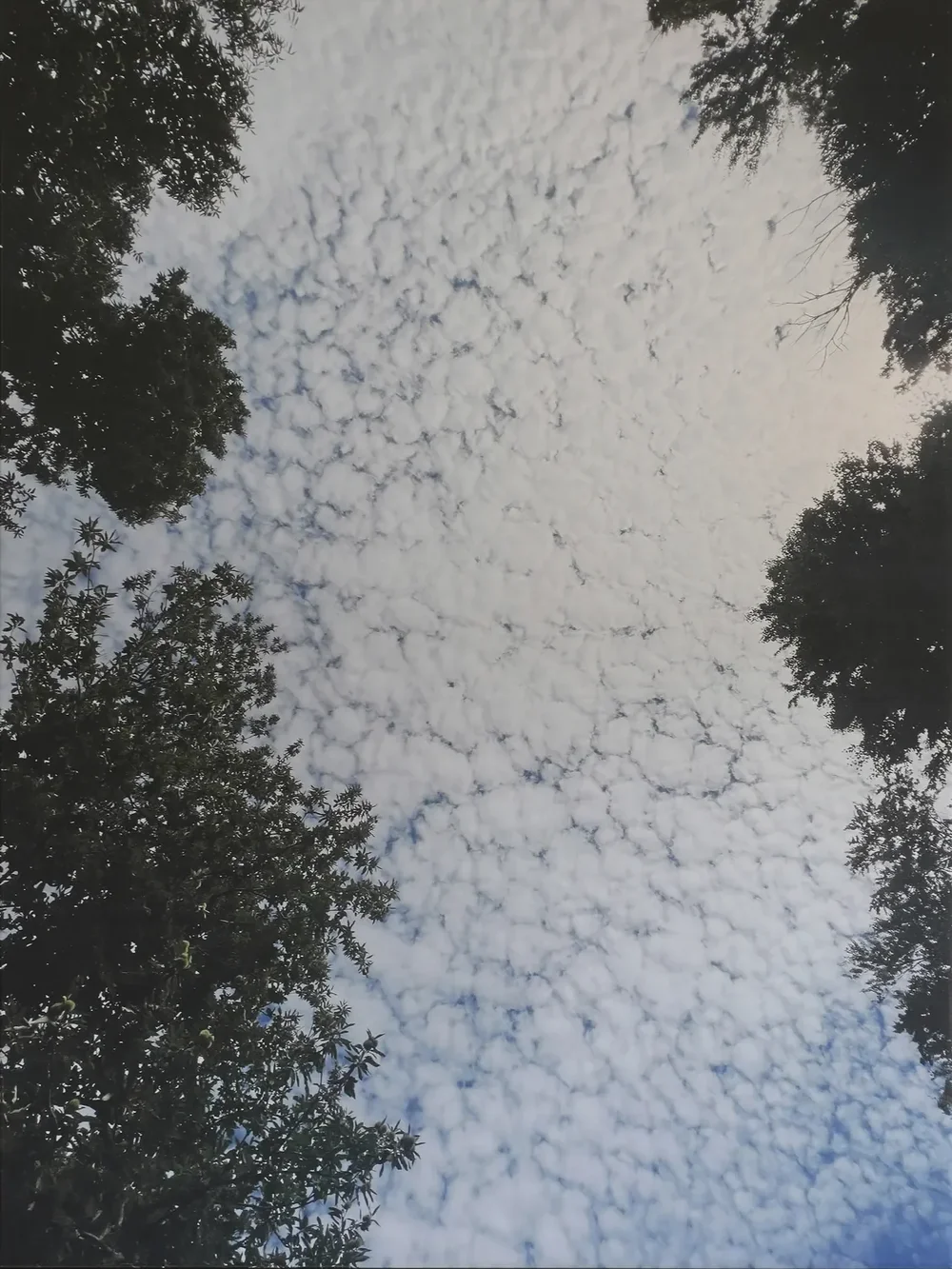 Look Up #3