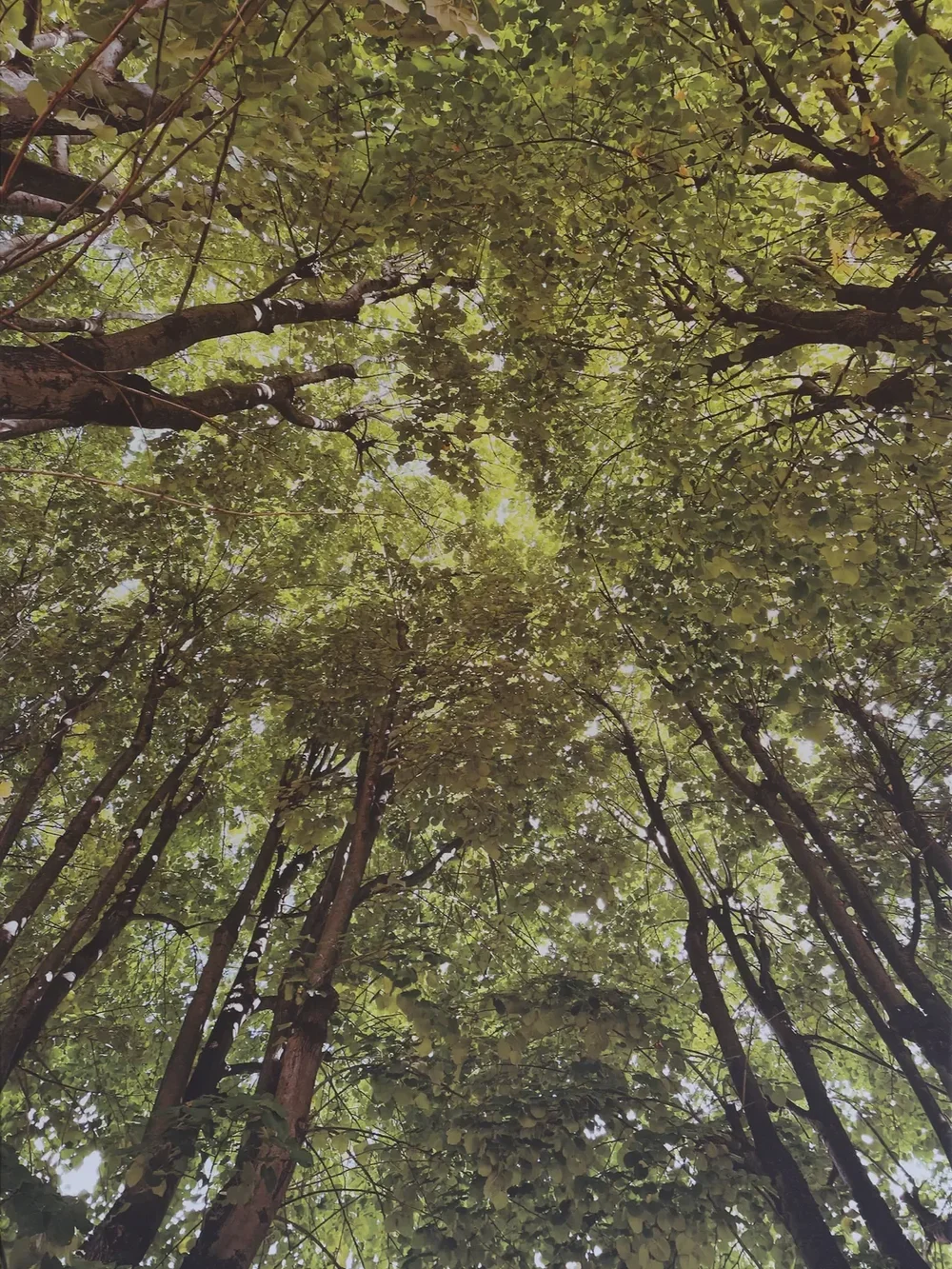 Look Up #2