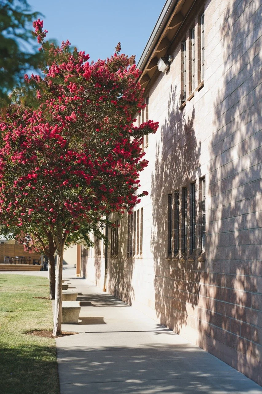 A sidewalk lined with pink flowering trees casts shadows on a light-colored brick building with windows.