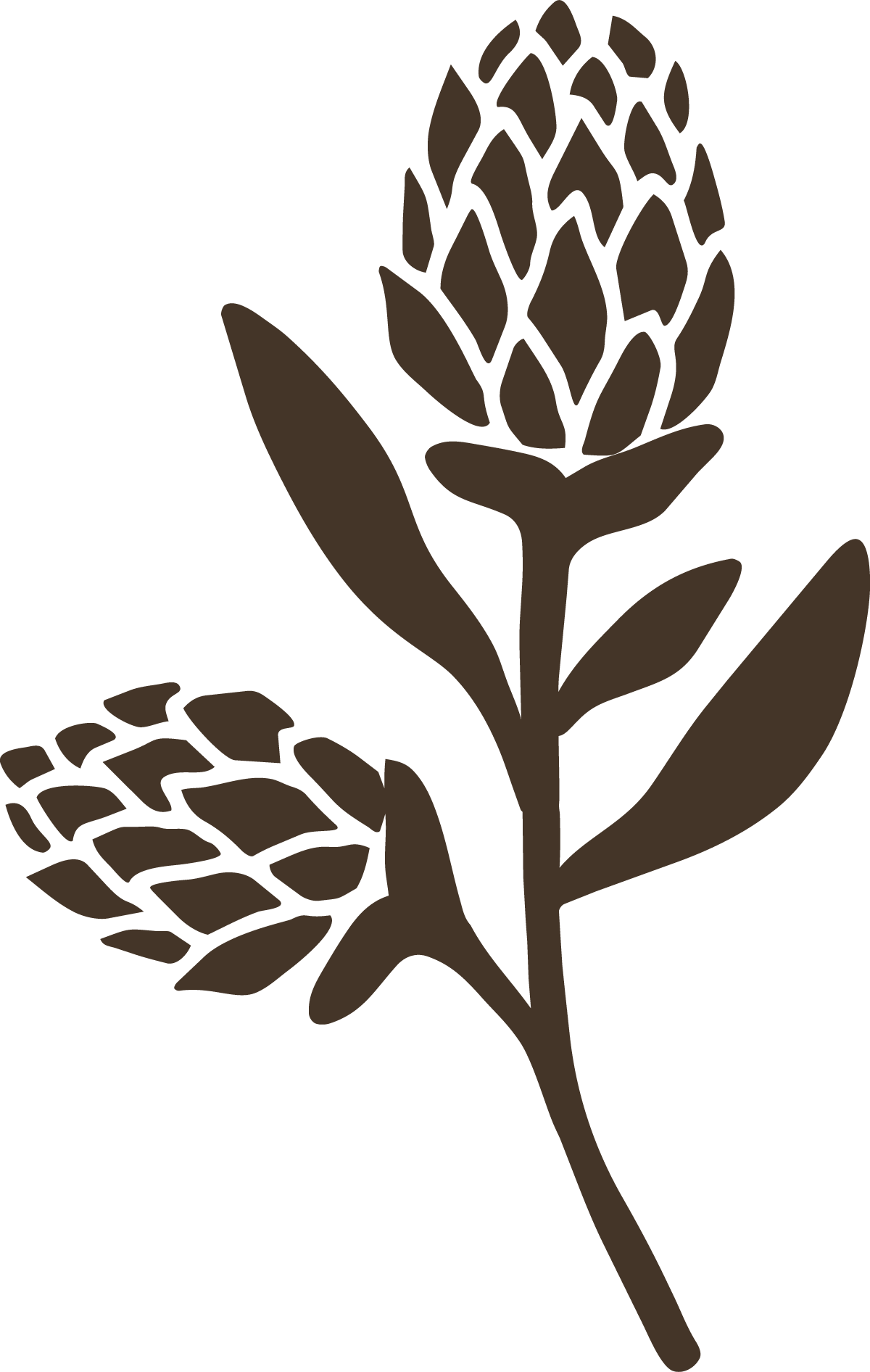 A simplified illustration of a brown pine cone and pine branch with leaves.