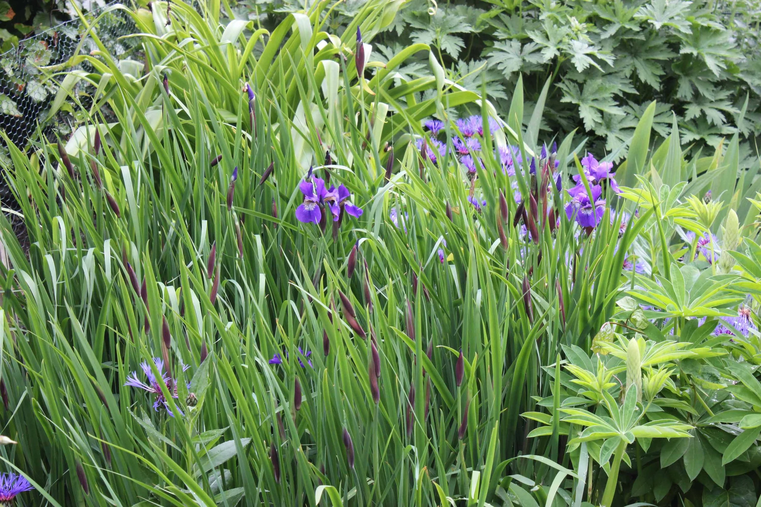 A garden with tall green grass, purple irises, and other leafy plants.